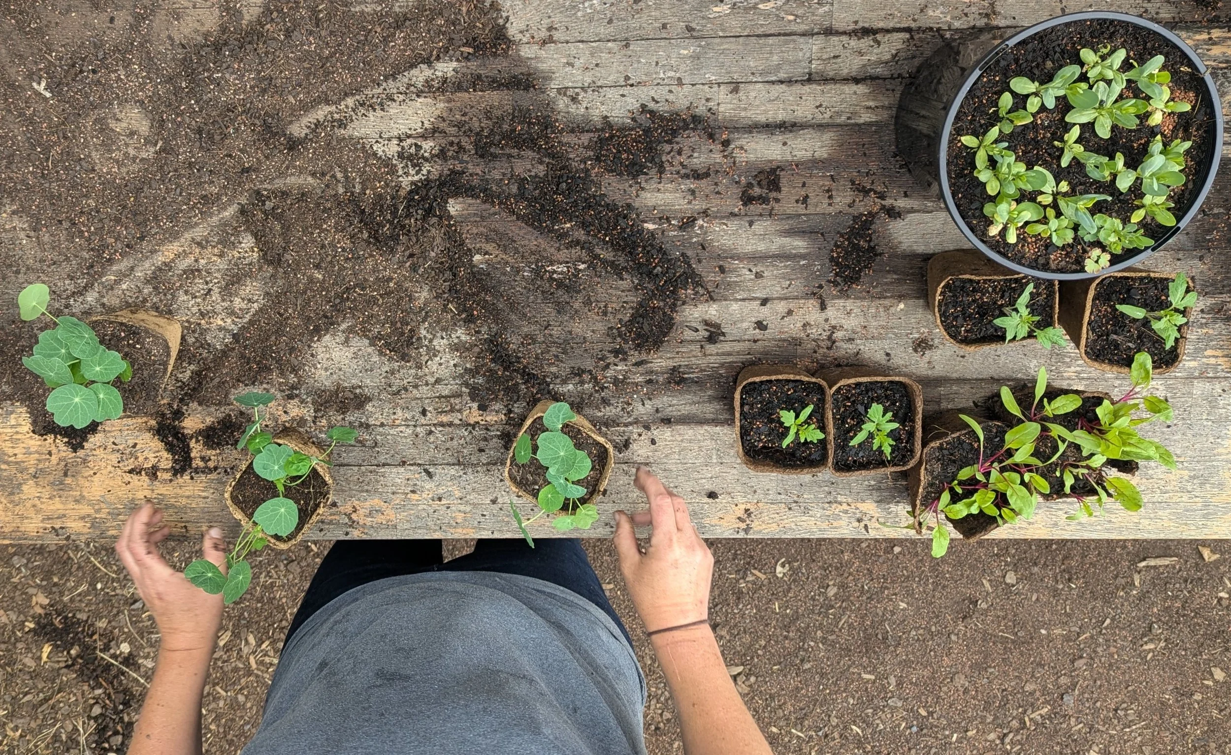 Holly McCosker, Tiny Farm CBR