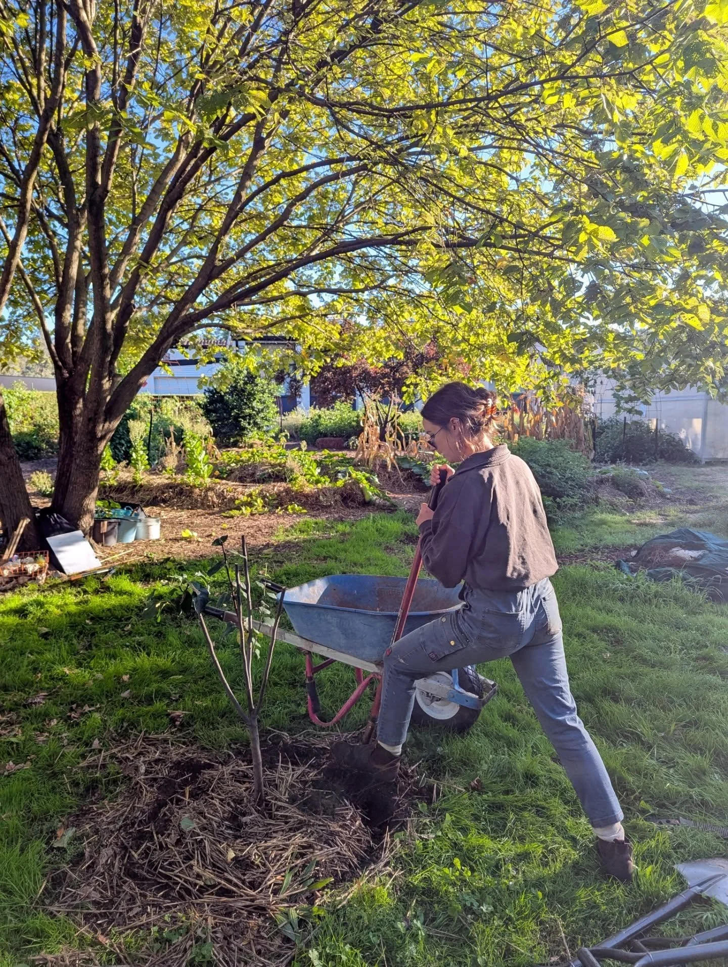 Early morning assisting in the SEED garden at Mount Rogers Primary School 🪏🌱 lots of exciting things germinating here, including the groundworks for a new circular seating area for the outdoor classroom soon to be installed by @thorsrecycled, the f