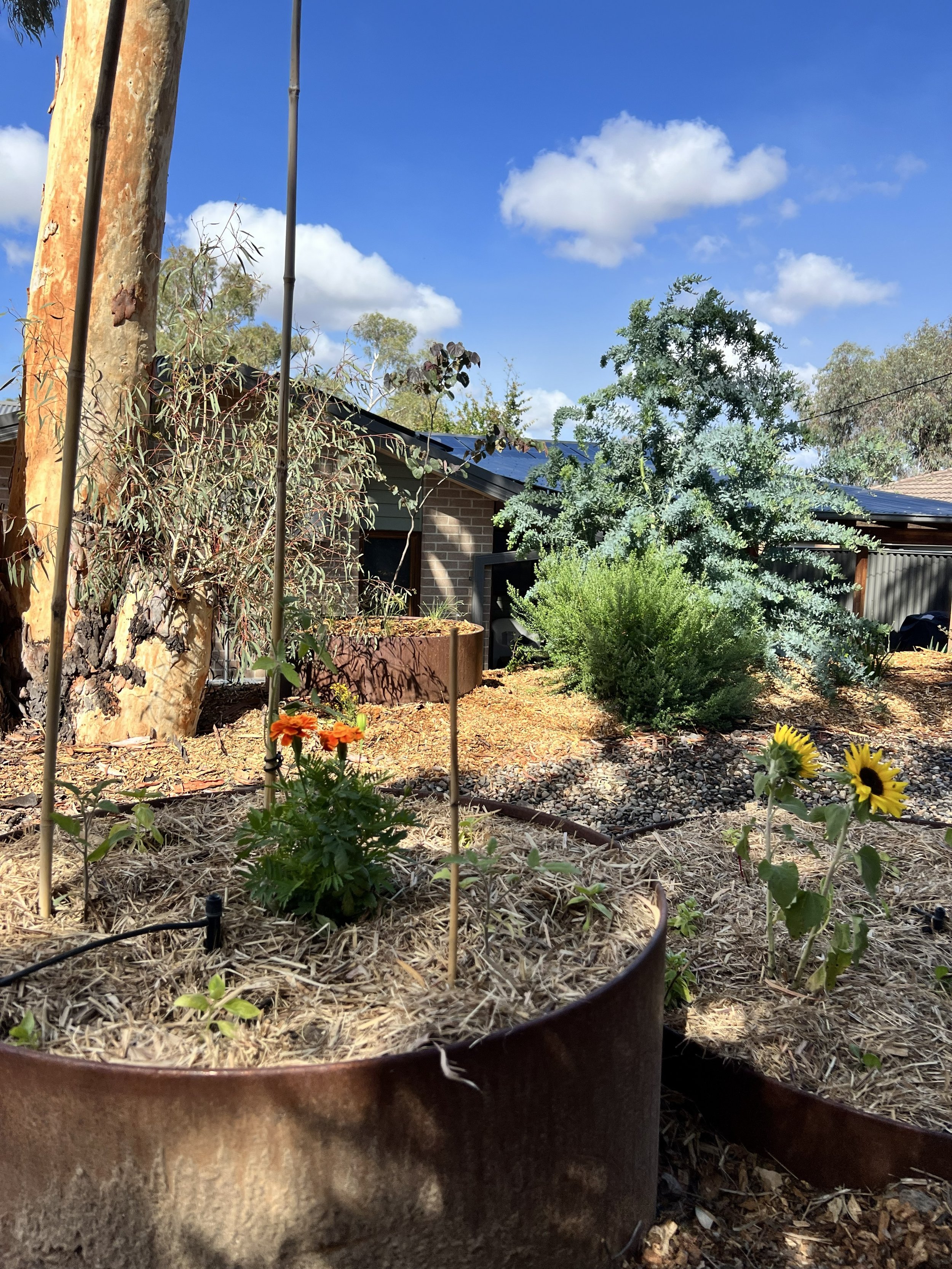 Canberra garden in Flynn after landscape design with Bluebell Horticulture Studio