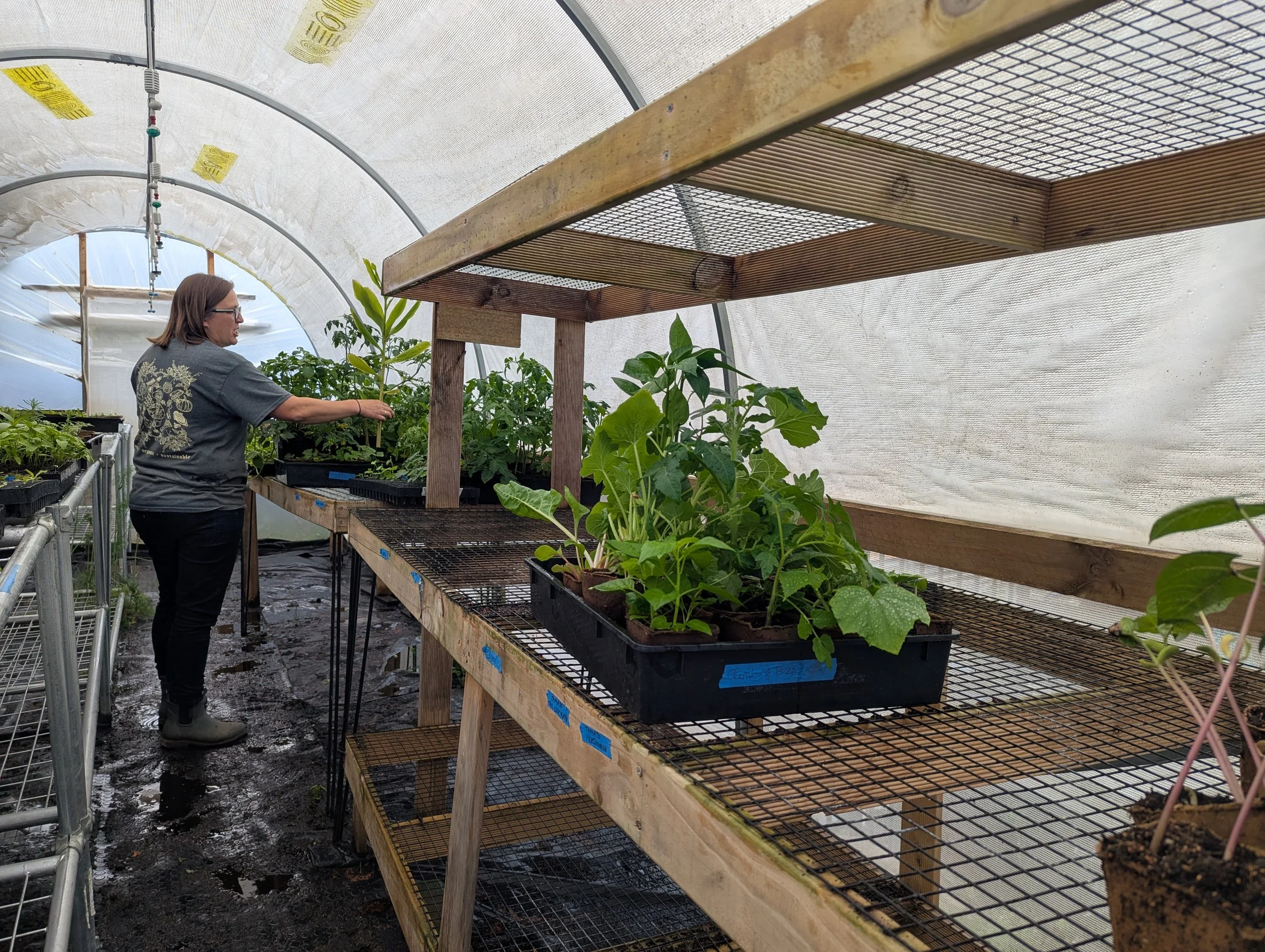 Holly's Tiny Farm CBR seedling and propagation station.