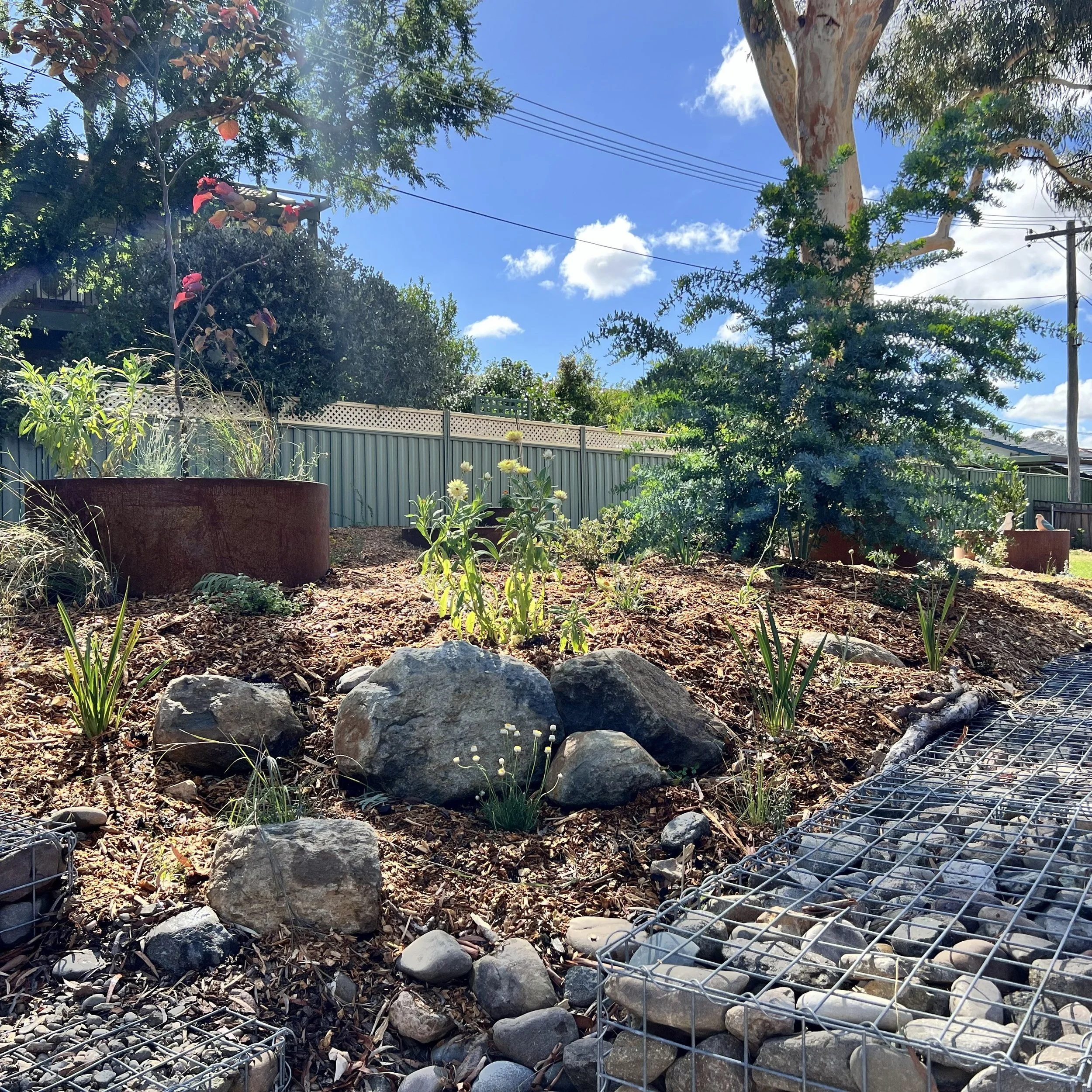 Canberra garden in Flynn after landscape design with Bluebell Horticulture Studio