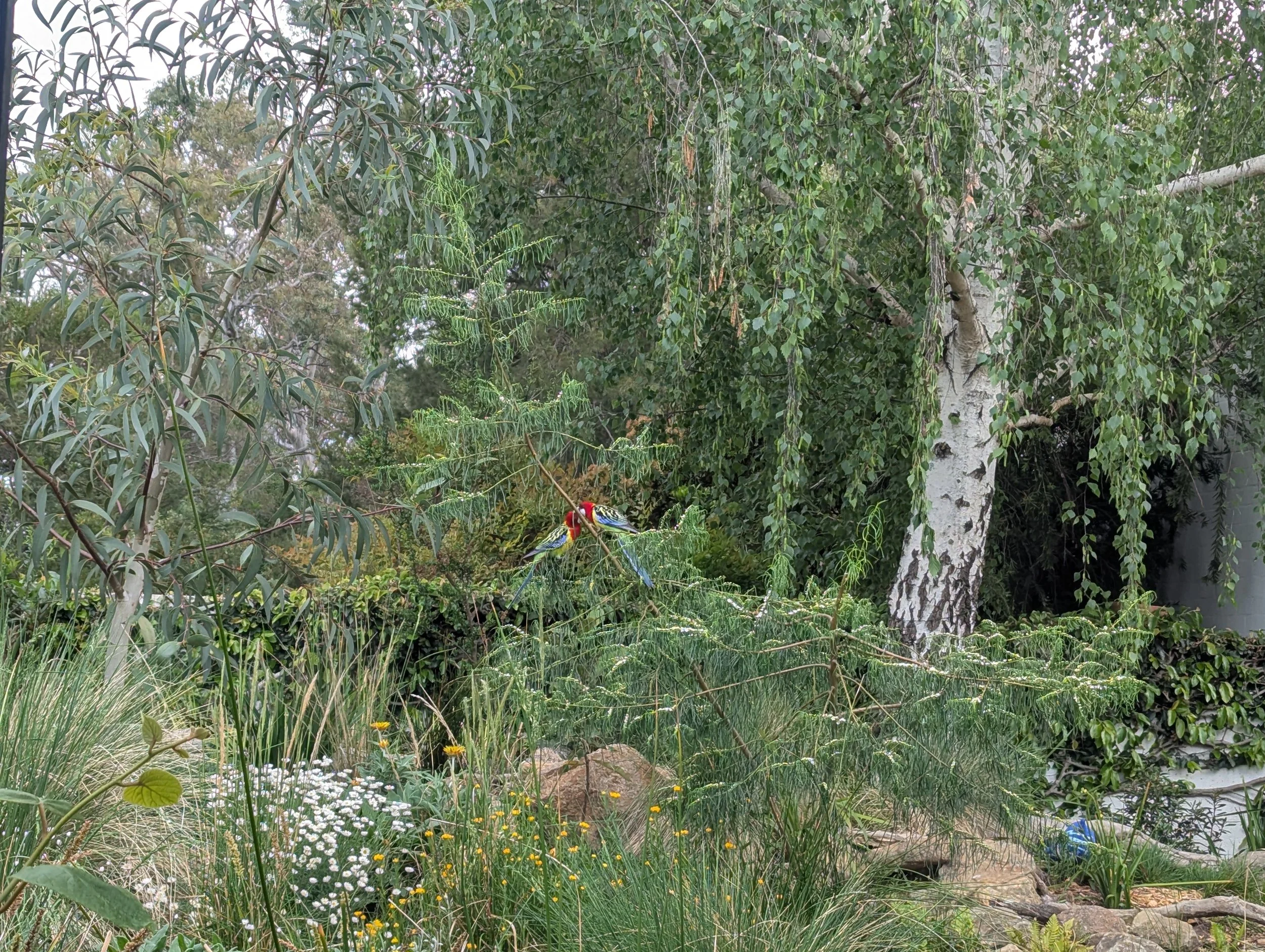 A lush garden scene with various green plants, trees, and flowers, including white and yellow blooms. There are two colorful birds perched on a branch near the center of the image.