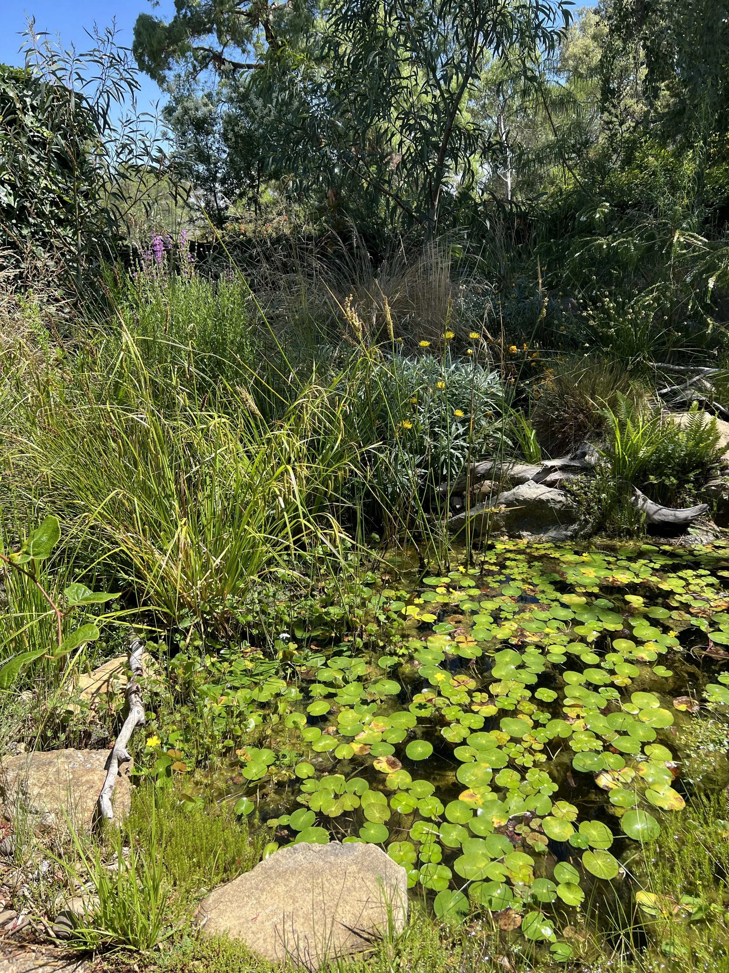 Canberra garden design including brook