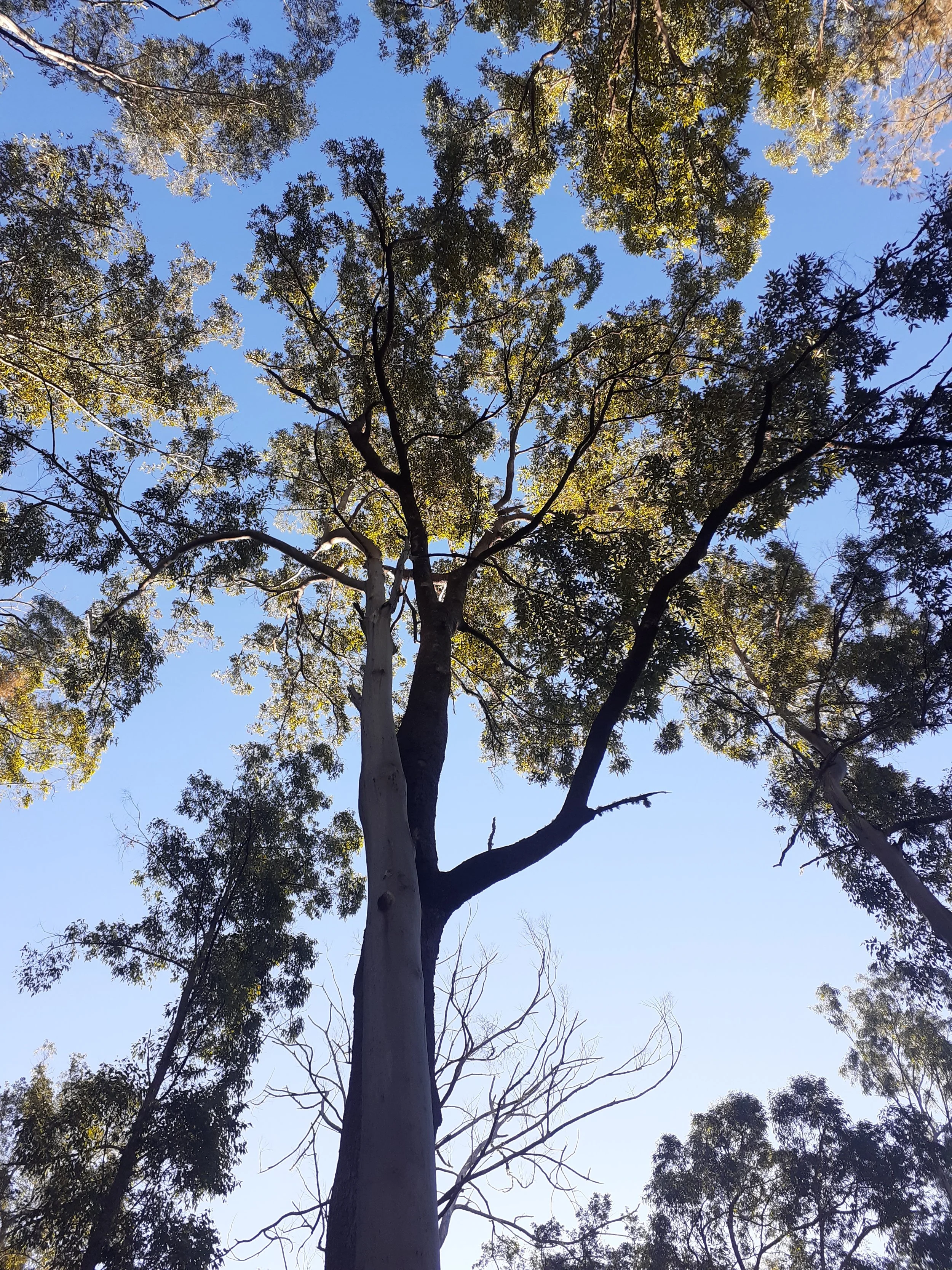 Looking up at a tall tree with a thick trunk and green foliage against a clear blue sky.