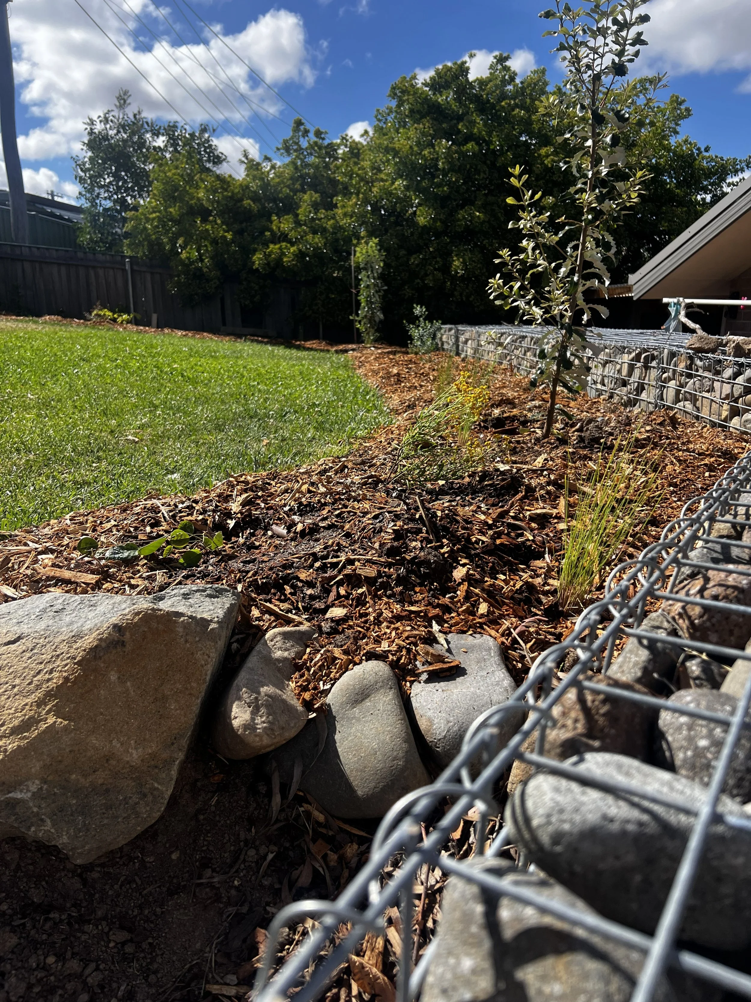 Canberra garden in Flynn after landscape design with Bluebell Horticulture Studio