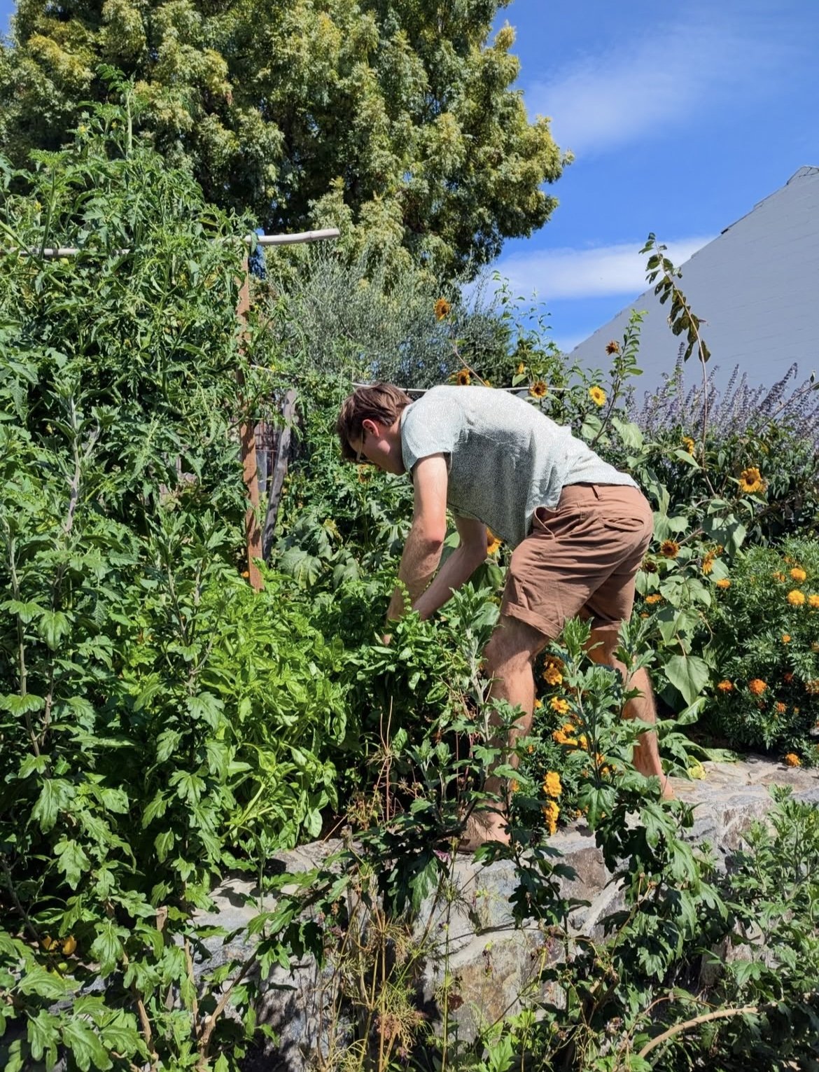 Person gardening in a lush garden with green plants, yellow flowers, and a clear blue sky.