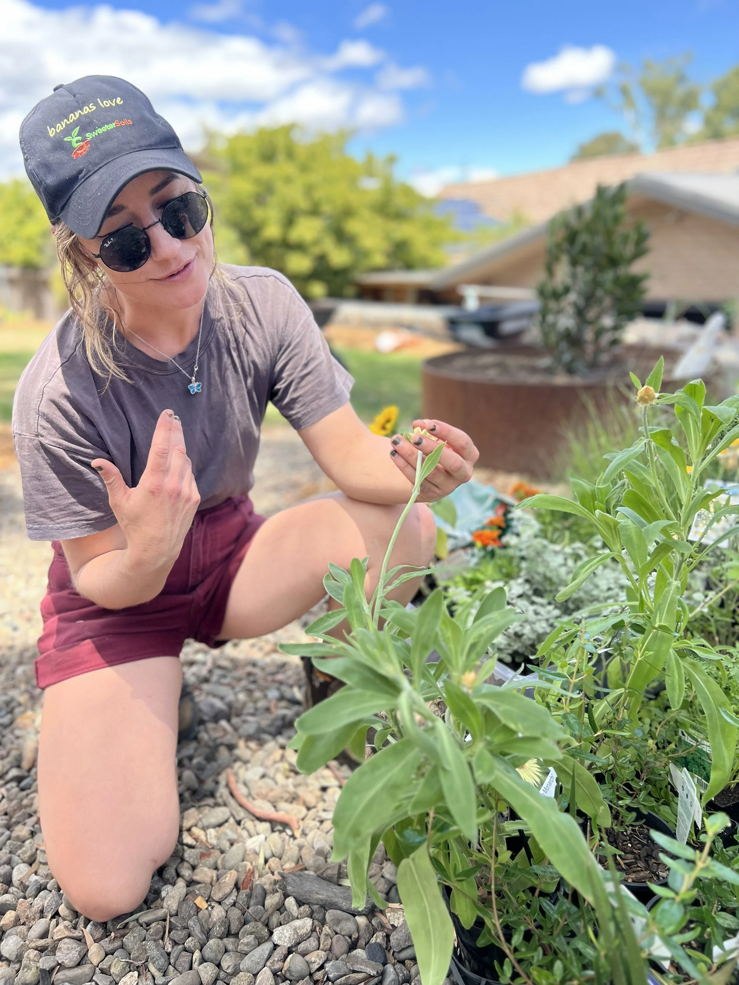 Cecelija (founder of Bluebell Horticulture Studio), describing growing habits of Xerochrysum bracteatum ‘Lemon Monarch’.