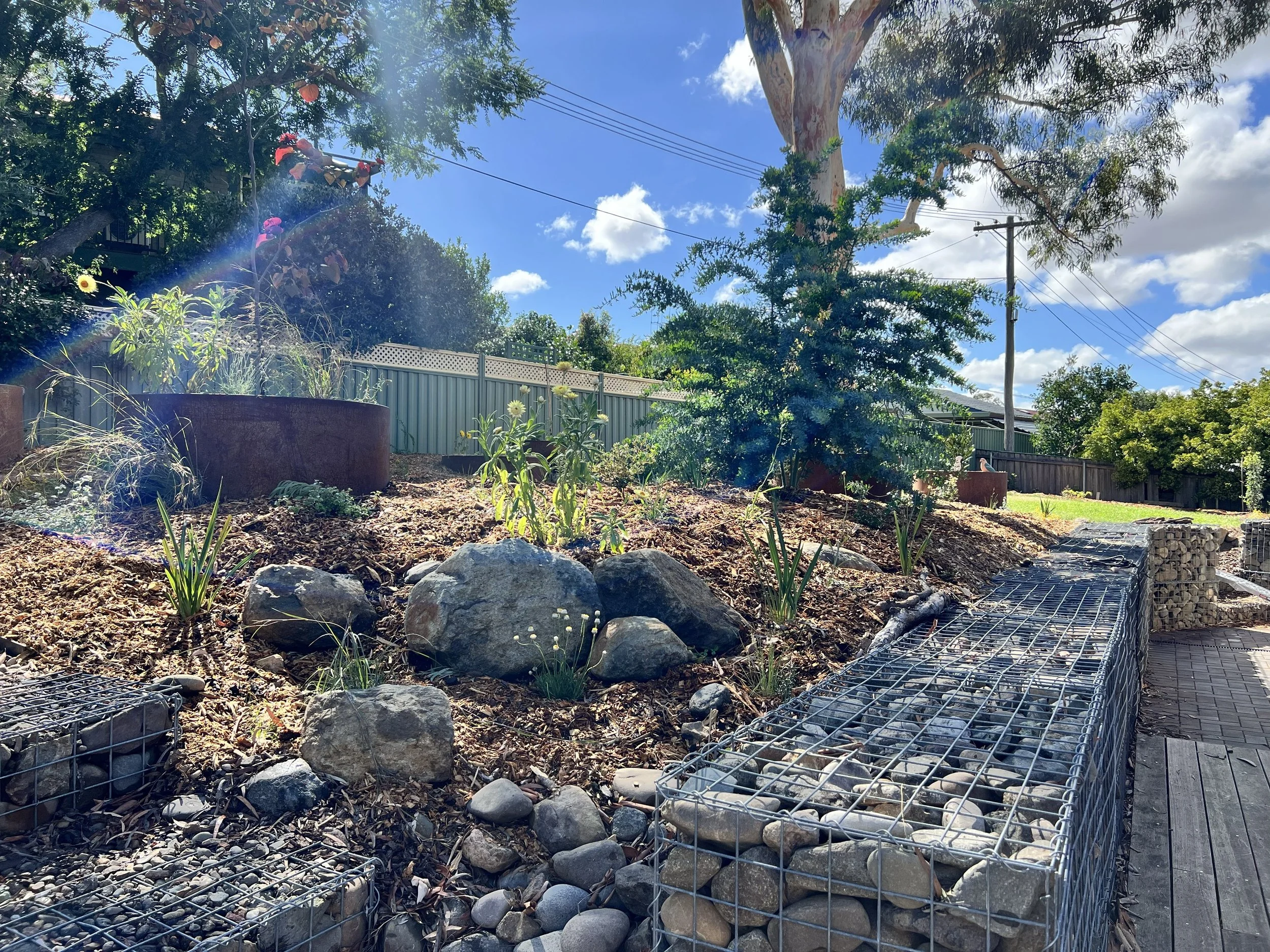 Canberra garden in Flynn after landscape design with Bluebell Horticulture Studio