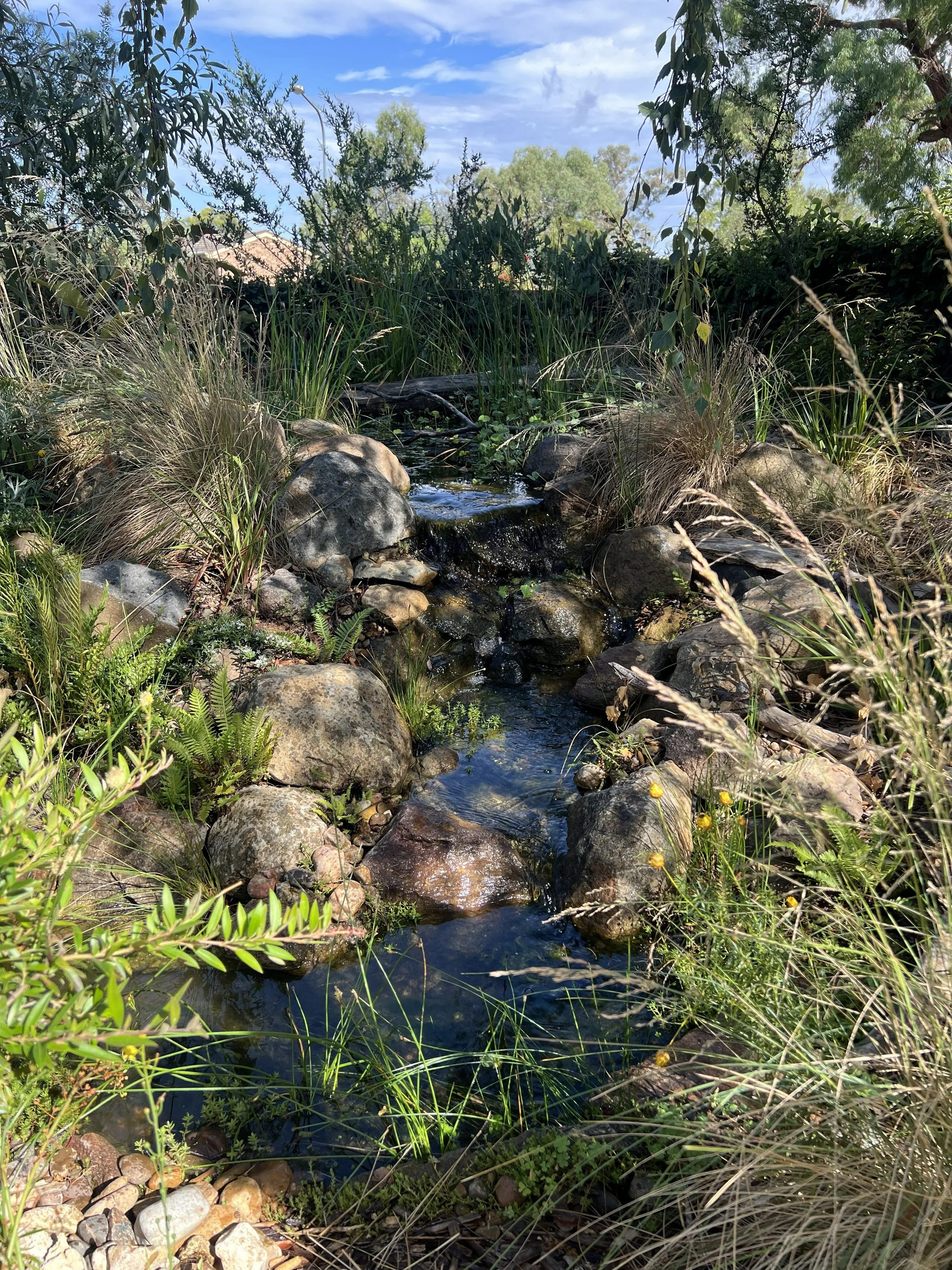 Canberra Garden design including stream