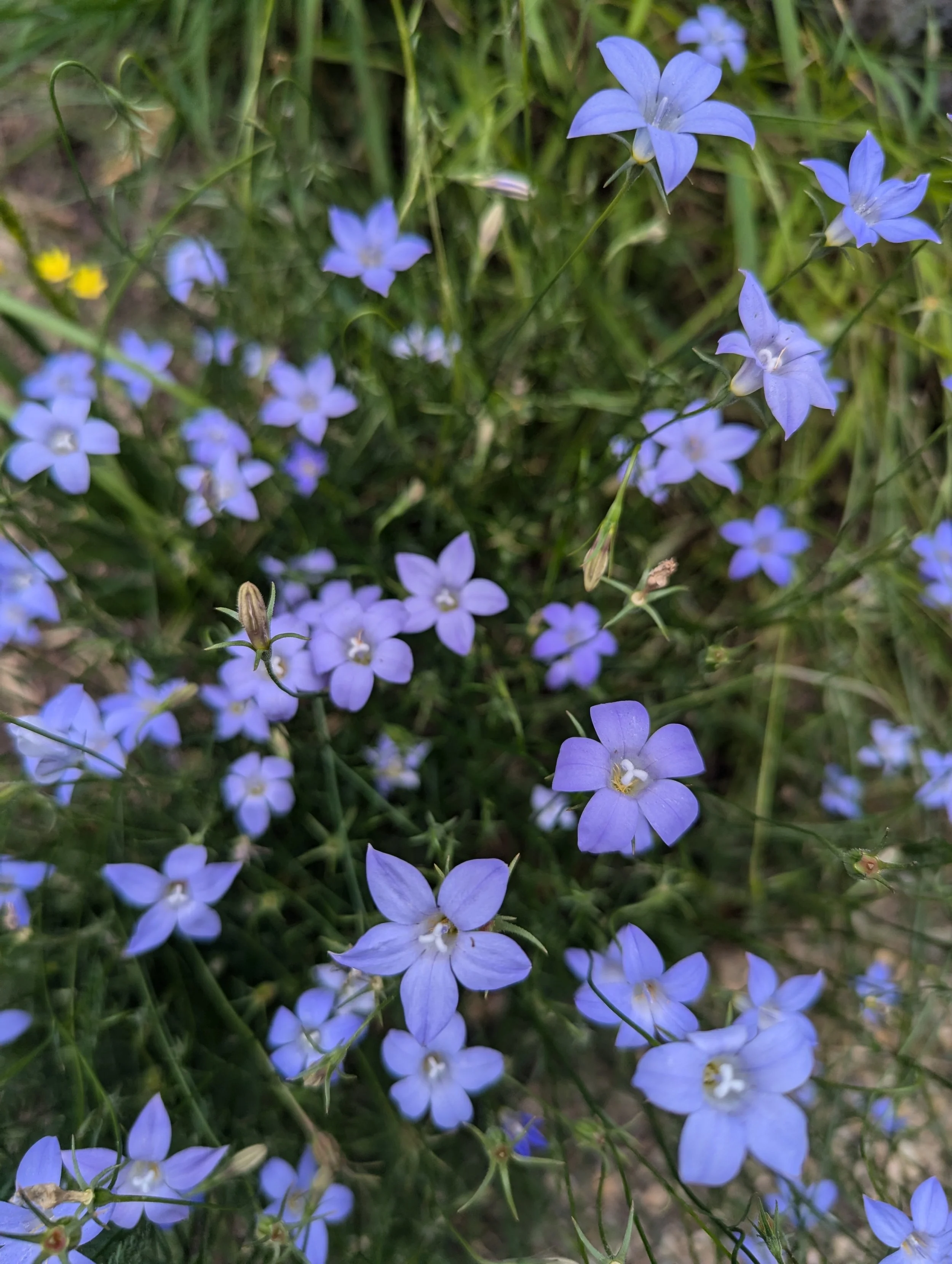 Bluebells 1 portrait.jpg