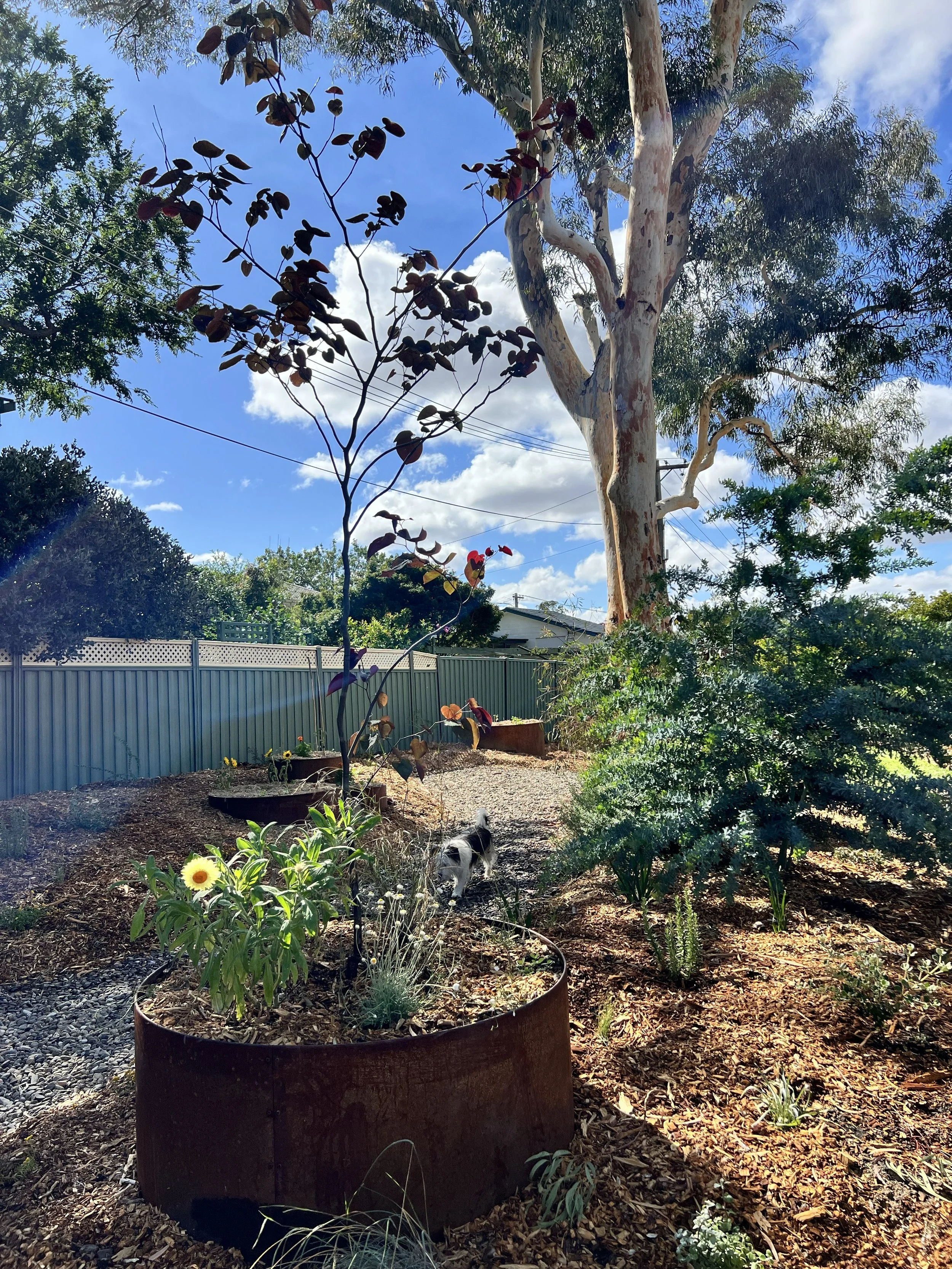 Canberra garden in Flynn after landscape design with Bluebell Horticulture Studio