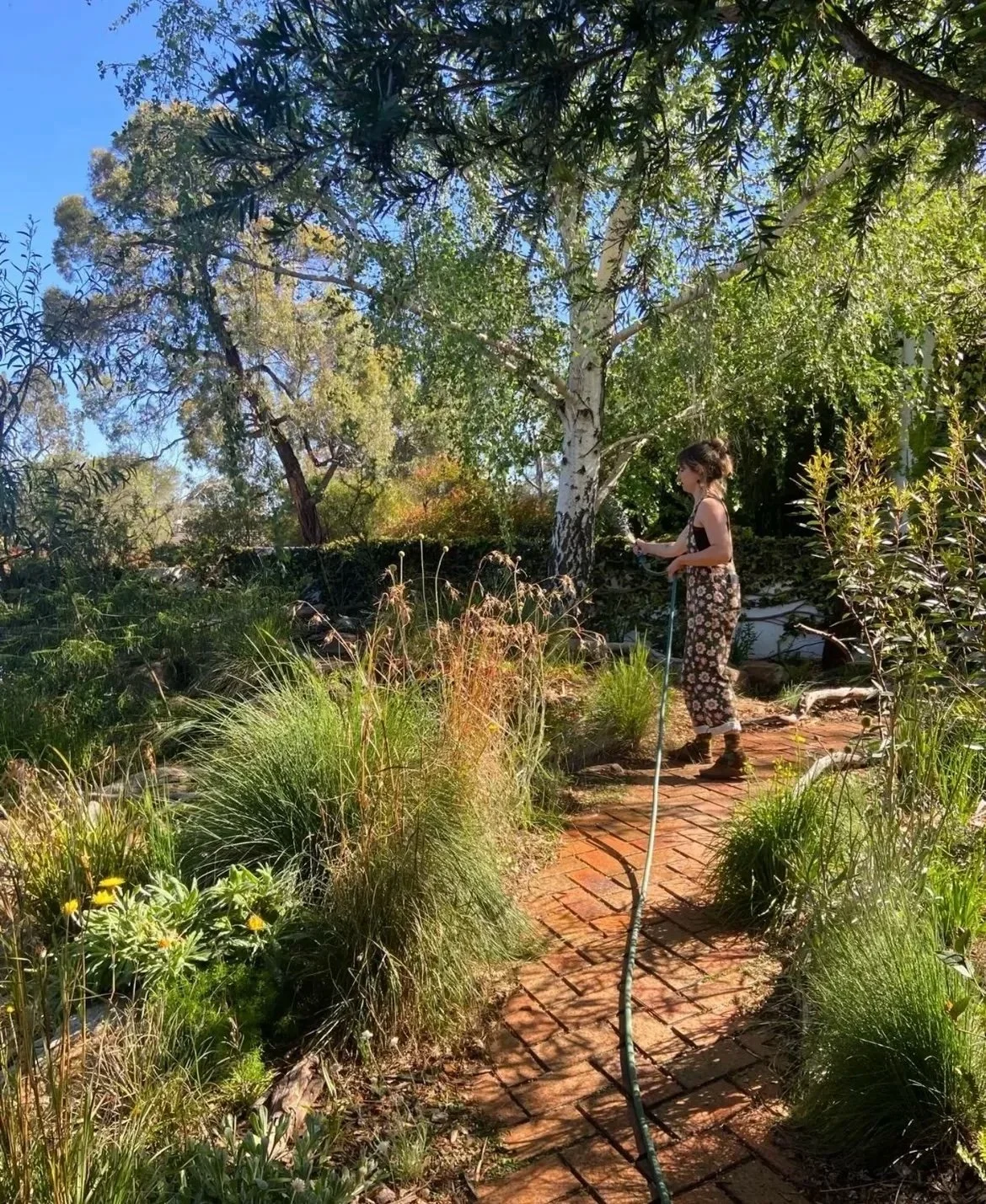 A woman watering plants on a garden brick pathway with trees and shrubs around on a sunny day.