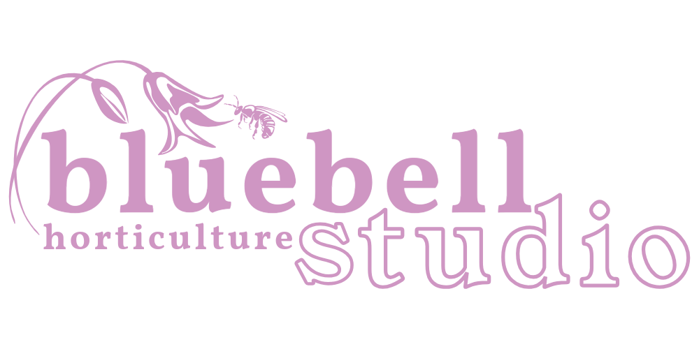 Logo for Bluebell Horticulture Studio featuring a purple-bluebell flower and text in purple and pink.