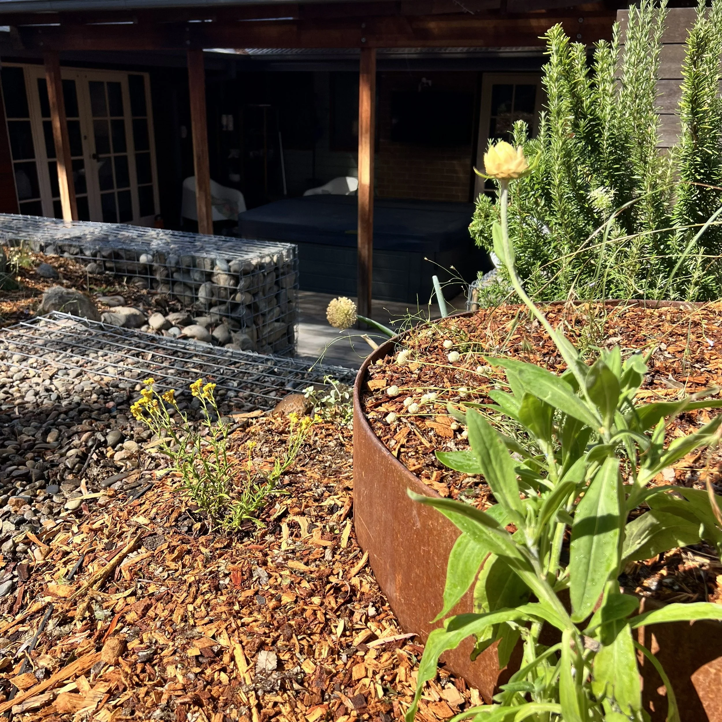 Canberra garden in Flynn after landscape design with Bluebell Horticulture Studio