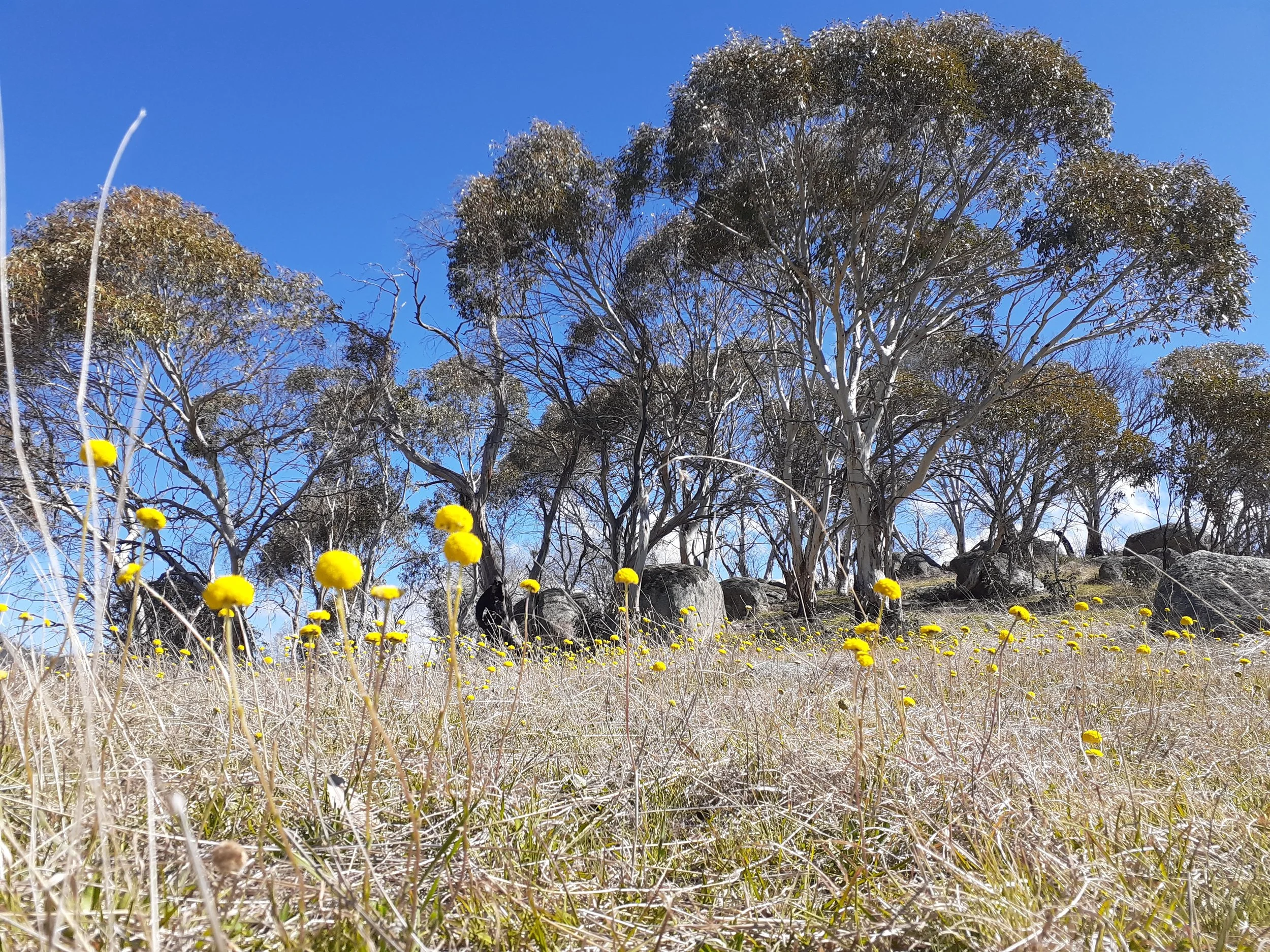 Billy buttons 1 landscape.jpg