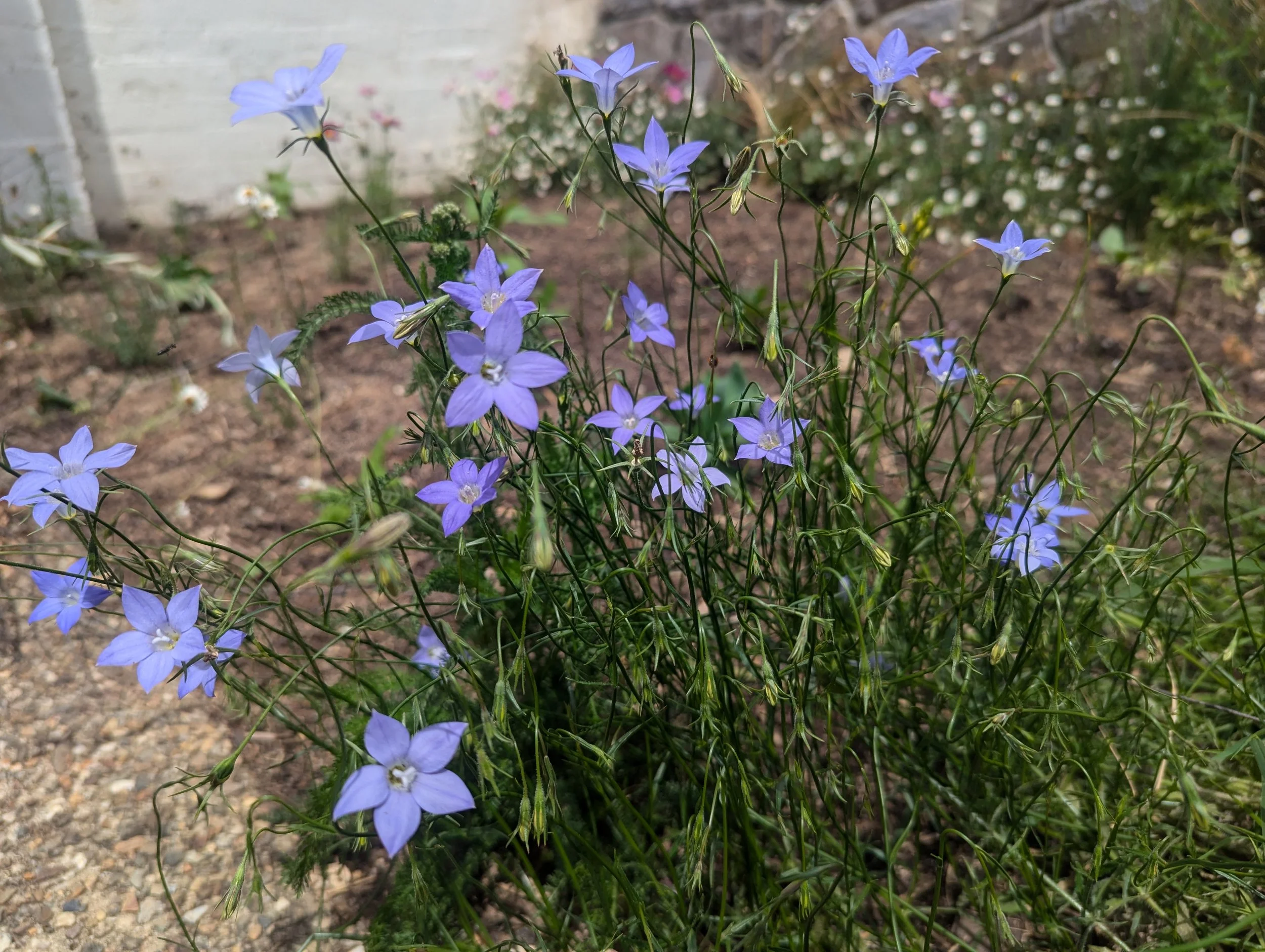 Purple bellflowers growing in a garden bed with a white fence in the background.