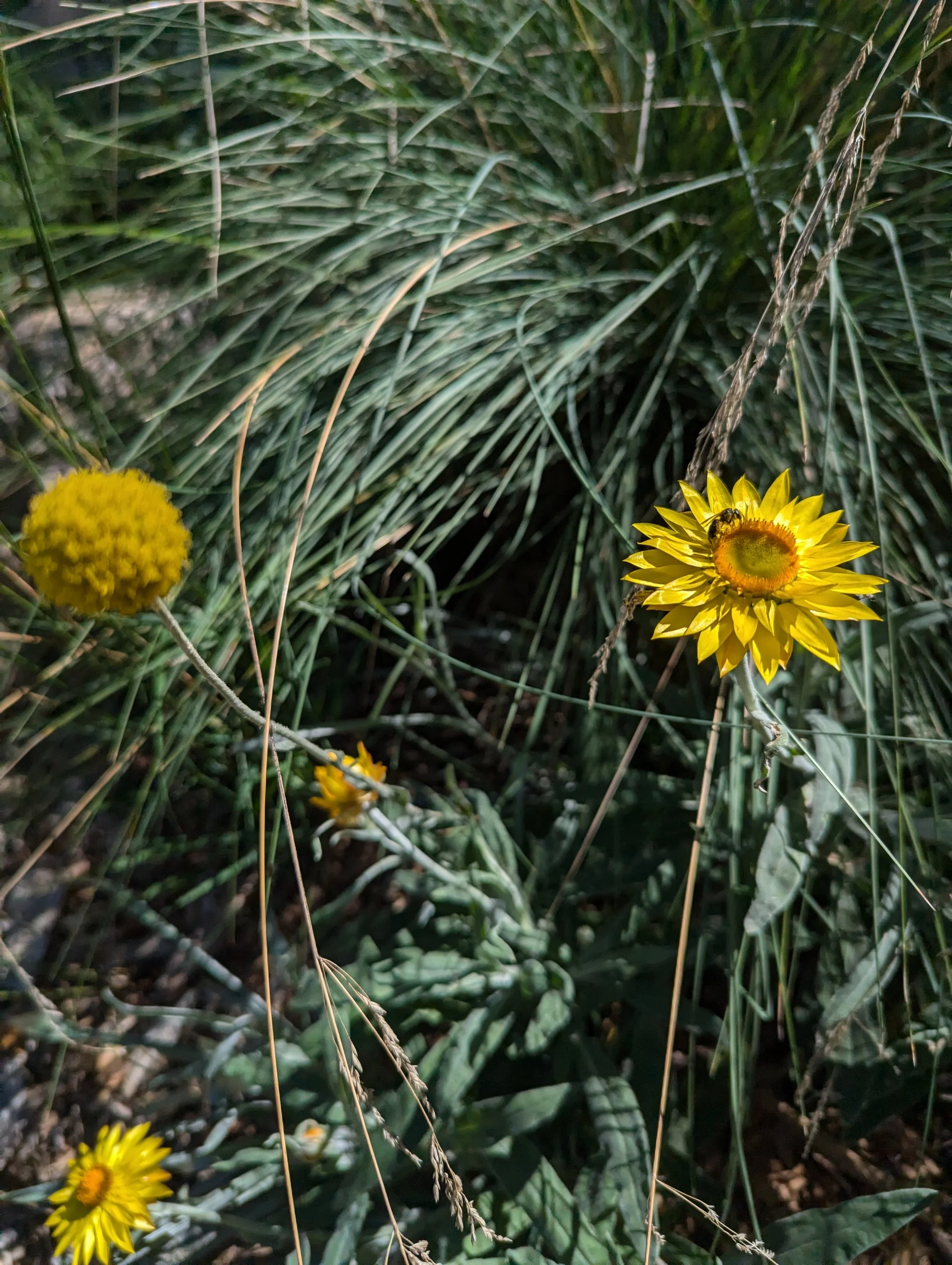 Yellow wildflowers among long grass and green foliage.