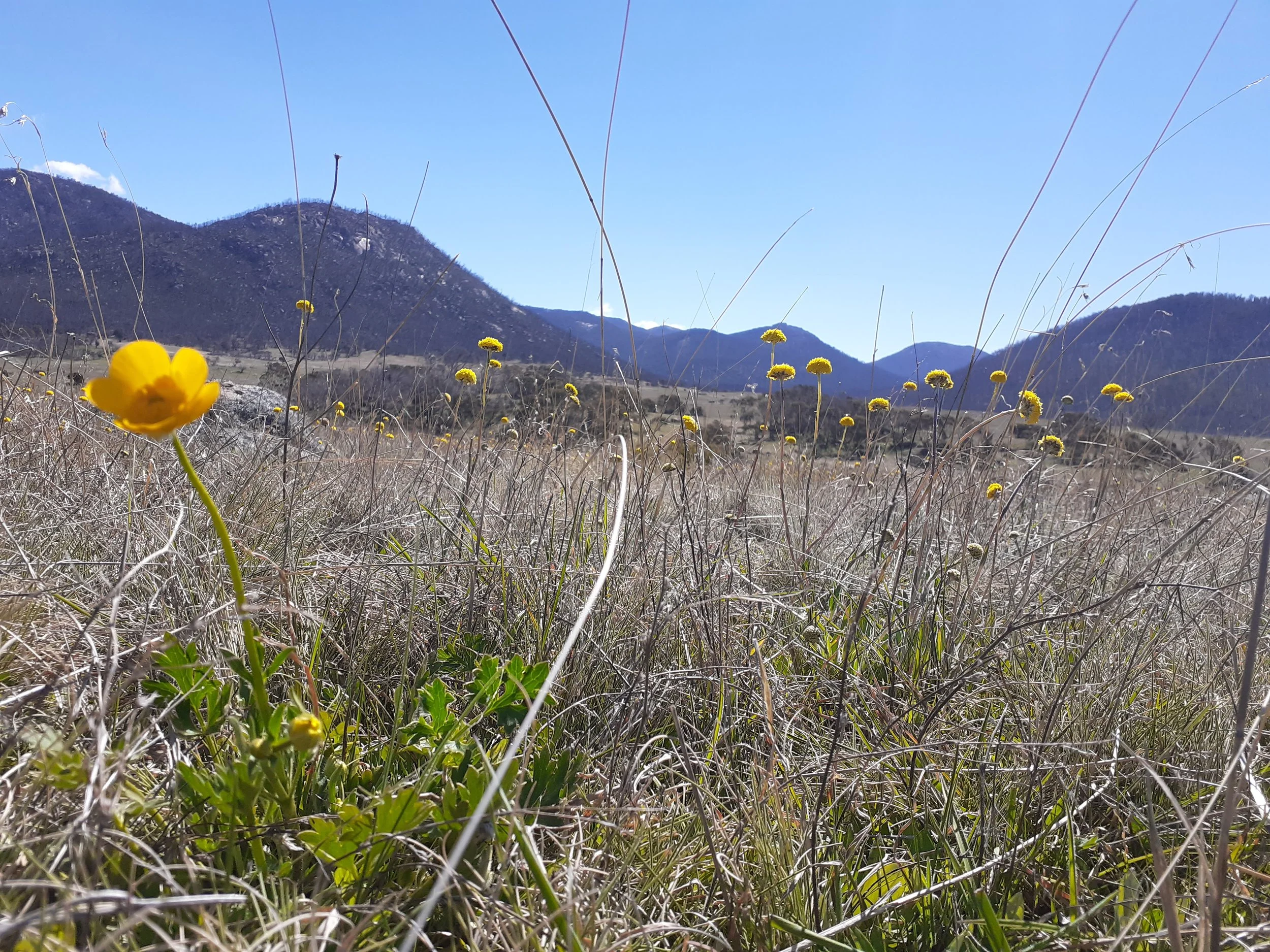 Yellow wildflowers growing in a dry, grassy field with mountains in the background and a clear blue sky.