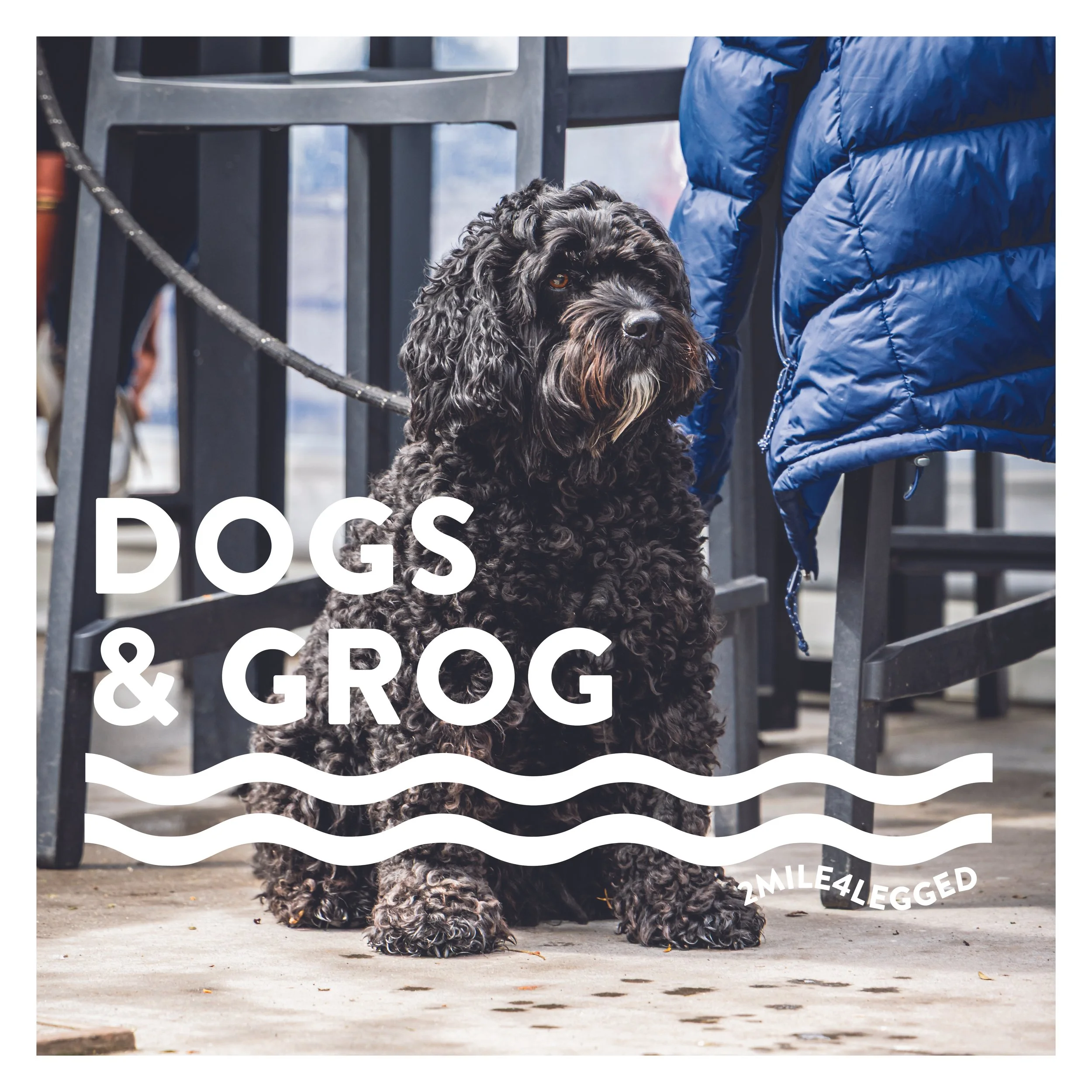 A fluffy dog with light-colored fur sitting on a patio with outdoor furniture, overlaid with white text that reads "Dogs & Grog" and a wavy line design, with smaller text "2MILE4LEGGED" at the bottom right.