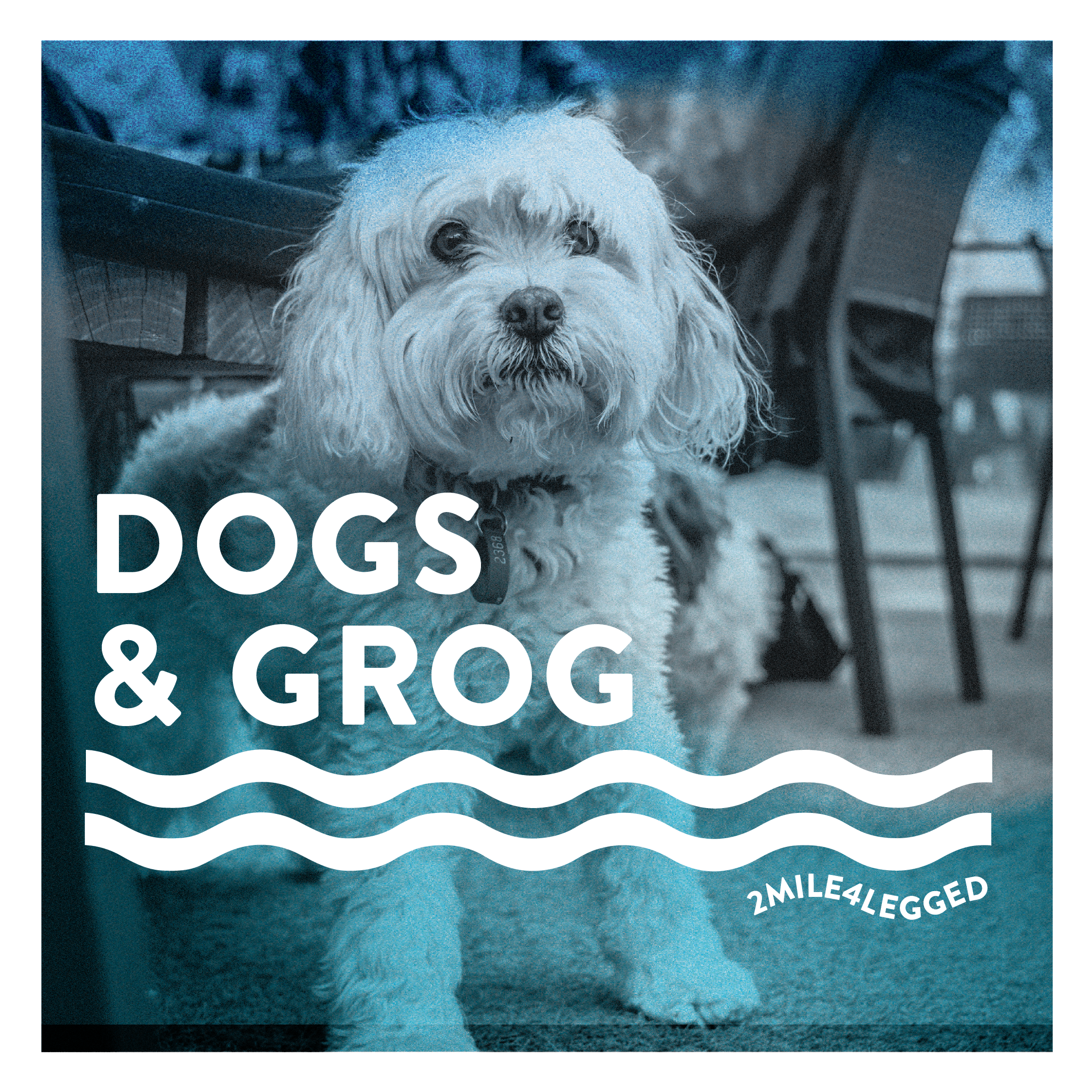 A fluffy dog with light-colored fur sitting on a patio with outdoor furniture, overlaid with white text that reads "Dogs & Grog" and a wavy line design, with smaller text "2MILE4LEGGED" at the bottom right.