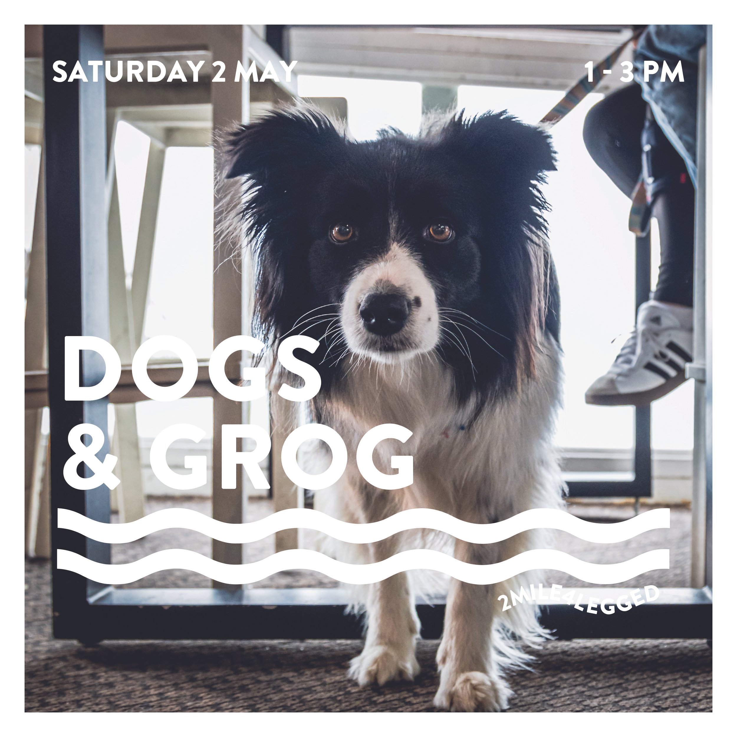 A fluffy dog with light-colored fur sitting on a patio with outdoor furniture, overlaid with white text that reads "Dogs & Grog" and a wavy line design, with smaller text "2MILE4LEGGED" at the bottom right.