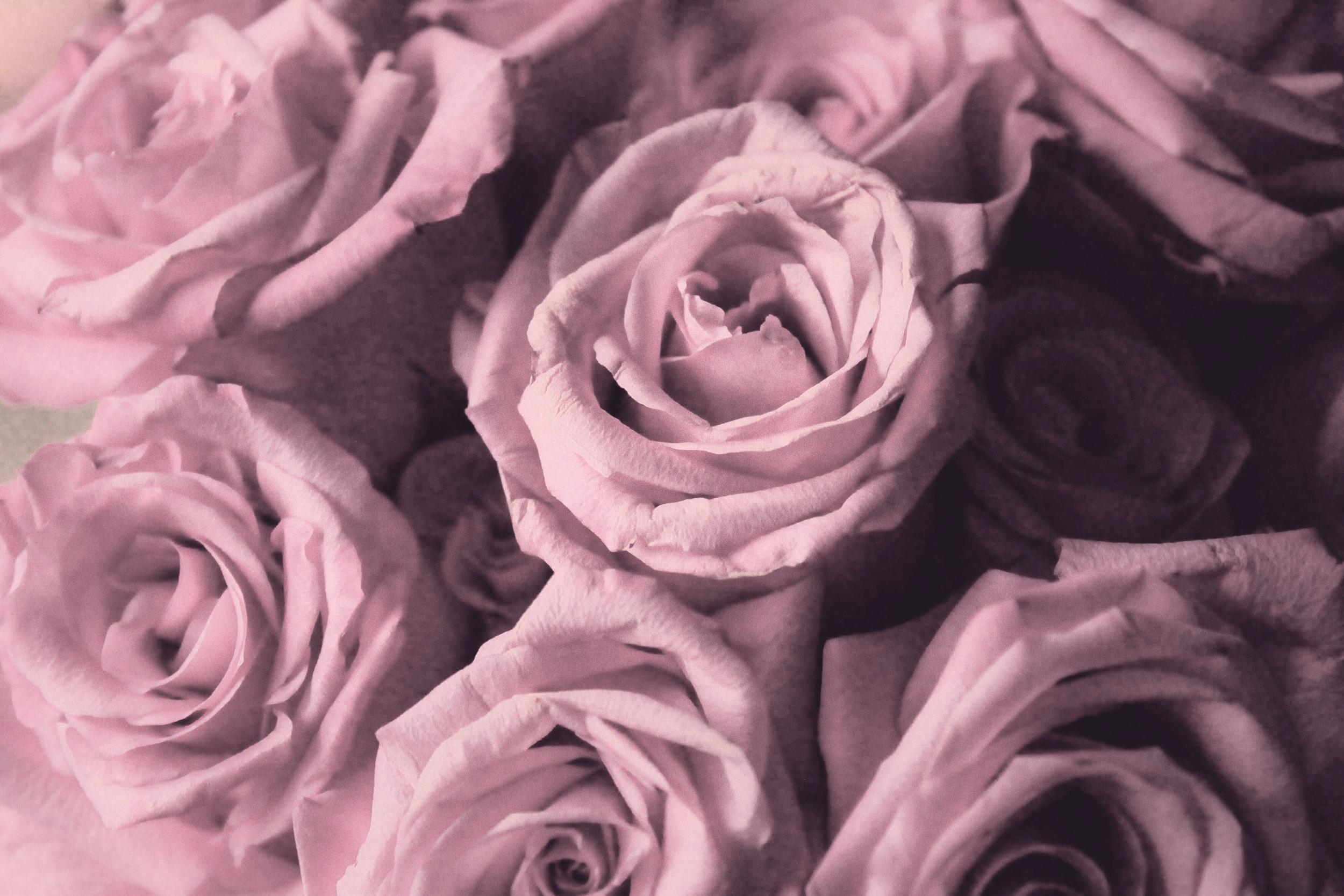 Close-up of pink roses with detailed petals.