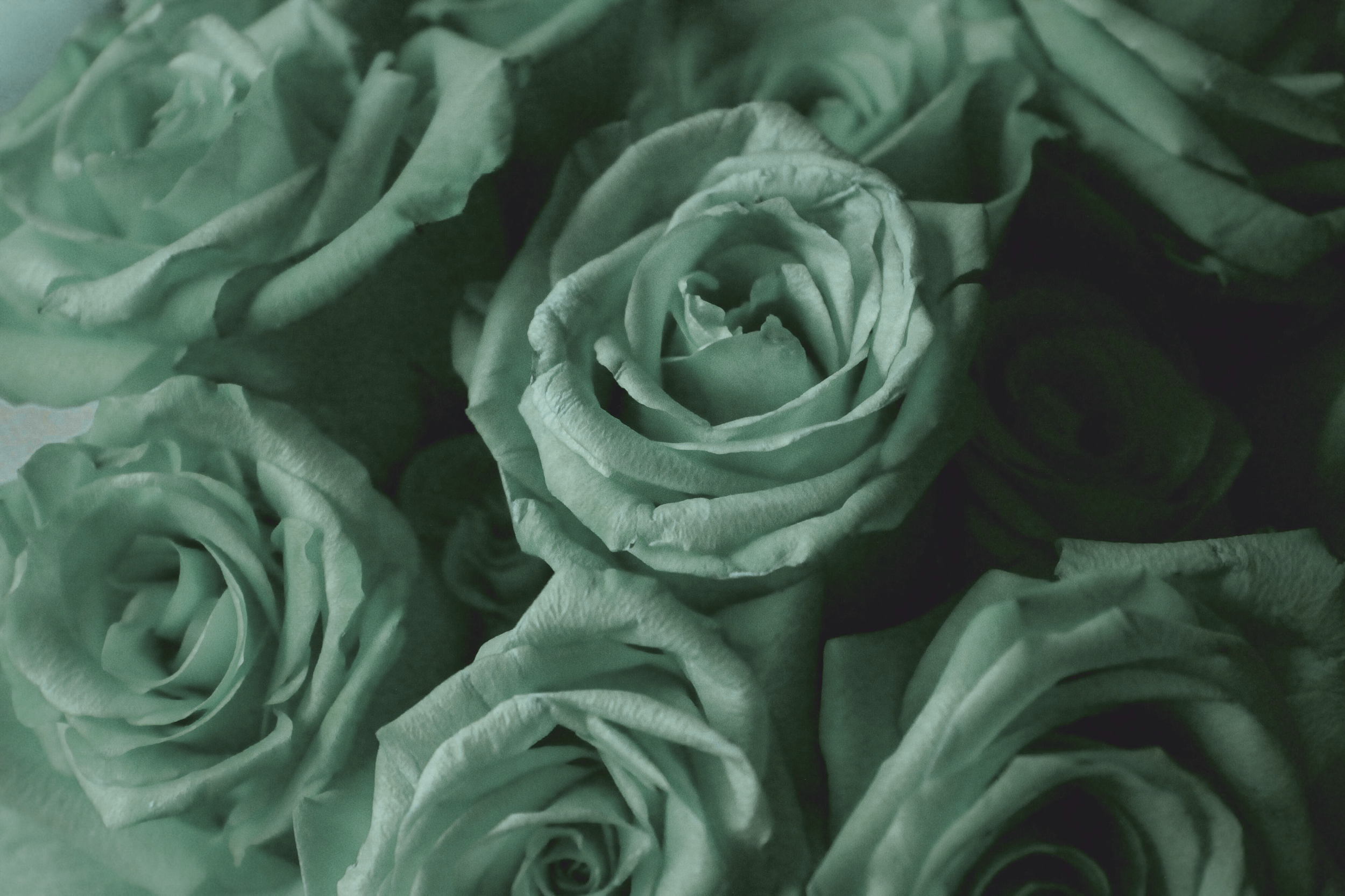 Green roses