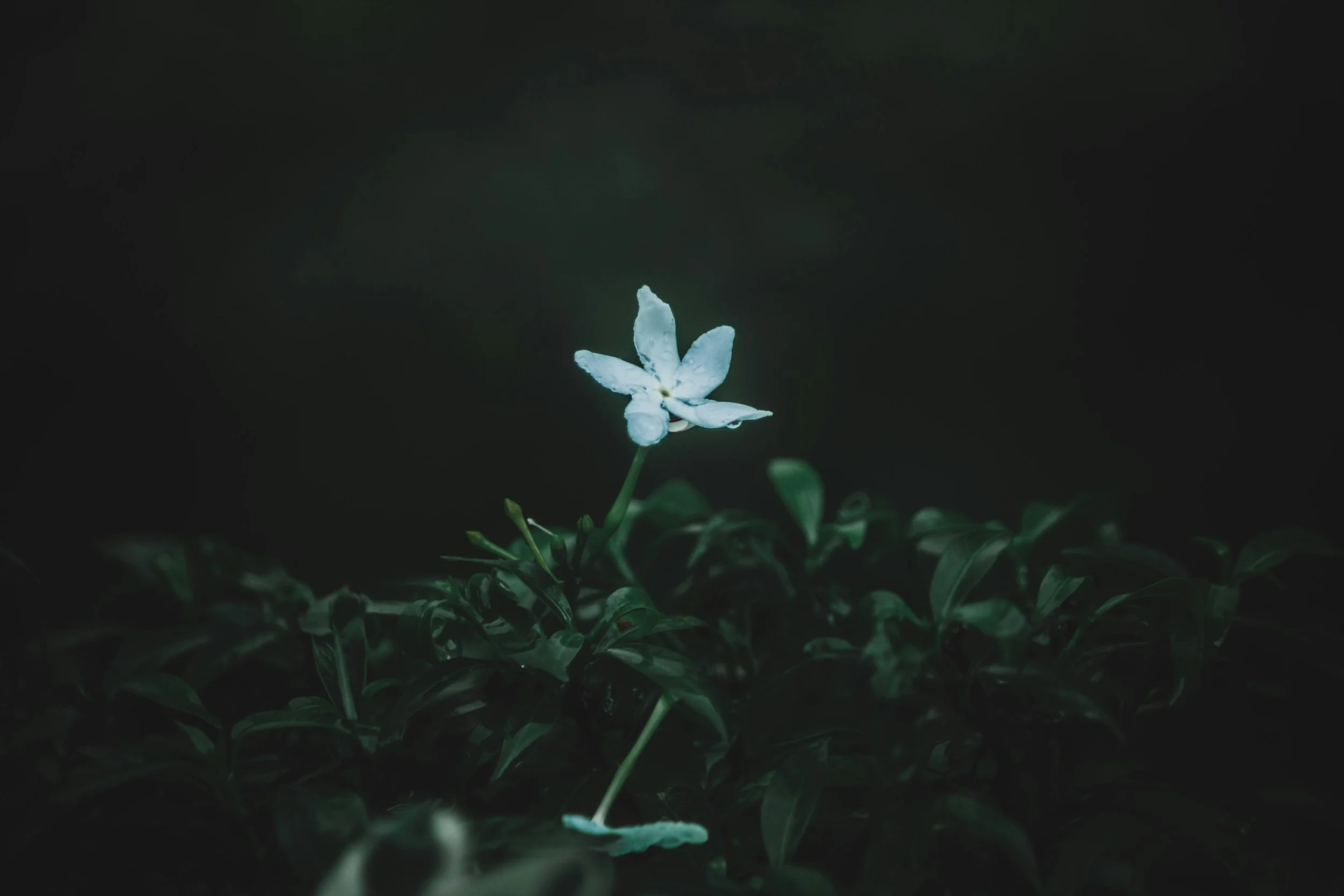 Your Shadow Isn't Darkness to Heal, It's a Homecoming