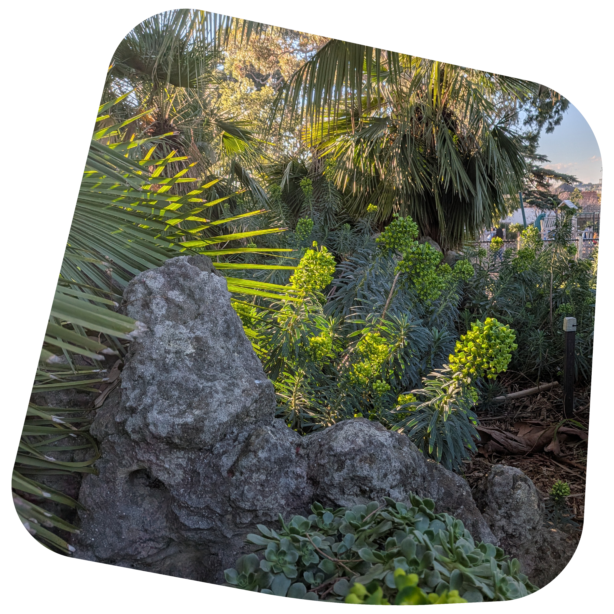 Blob Square.png