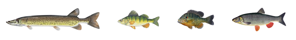 Lineup of five different types of fish, arranged from largest to smallest.