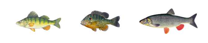 Three different types of fish swimming in a row.