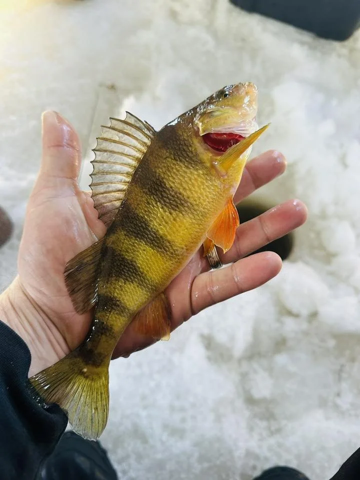 A person holding a small yellow and black striped fish with a spiny dorsal fin and orange fins, over a background of ice or snow.