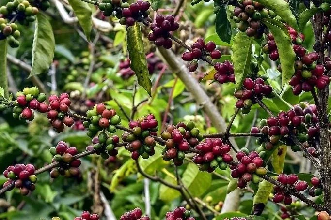 The Aroma of Mountains That Traveled Through Time