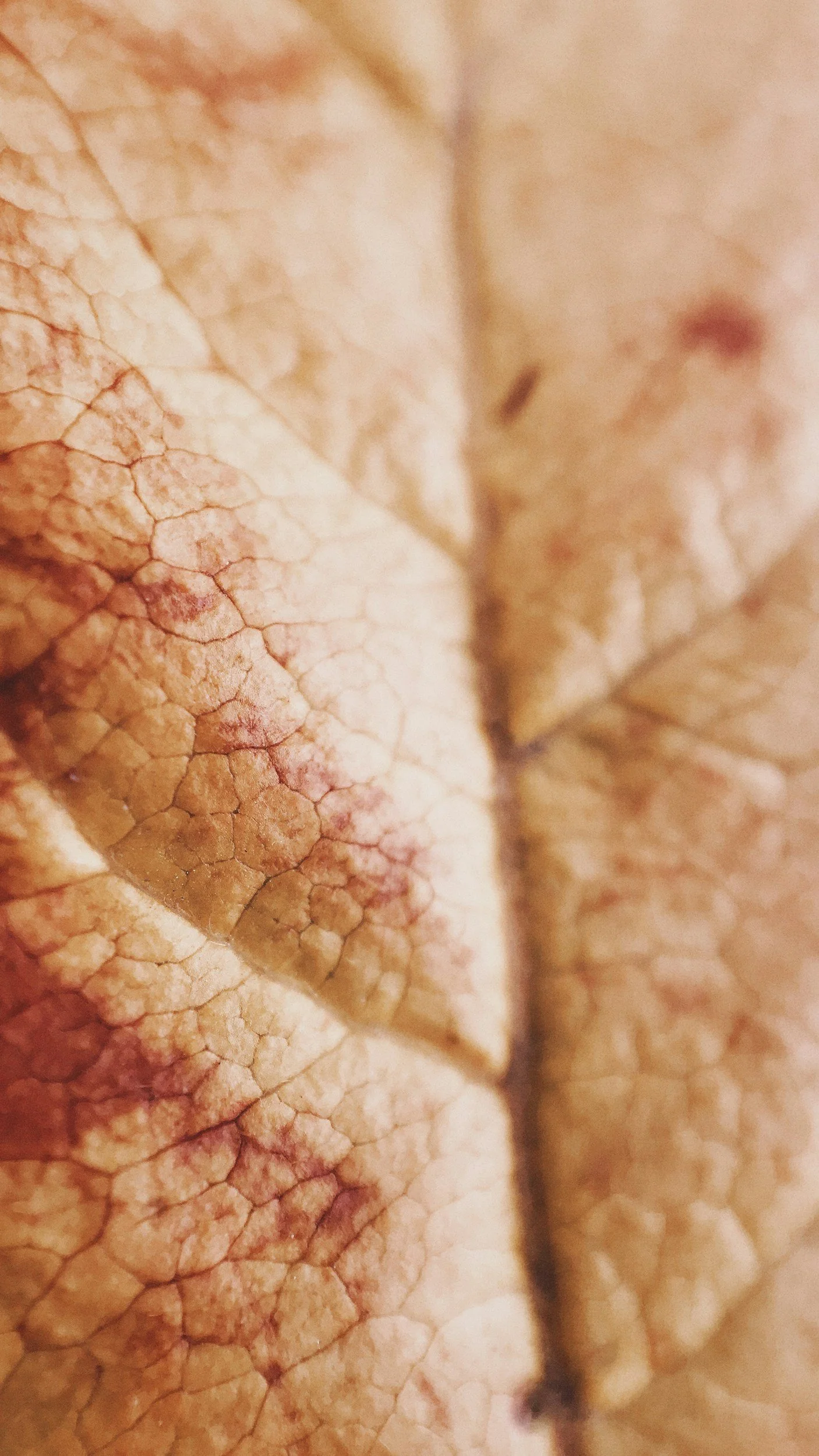 image of damaged skin barrier after exfoliating too much