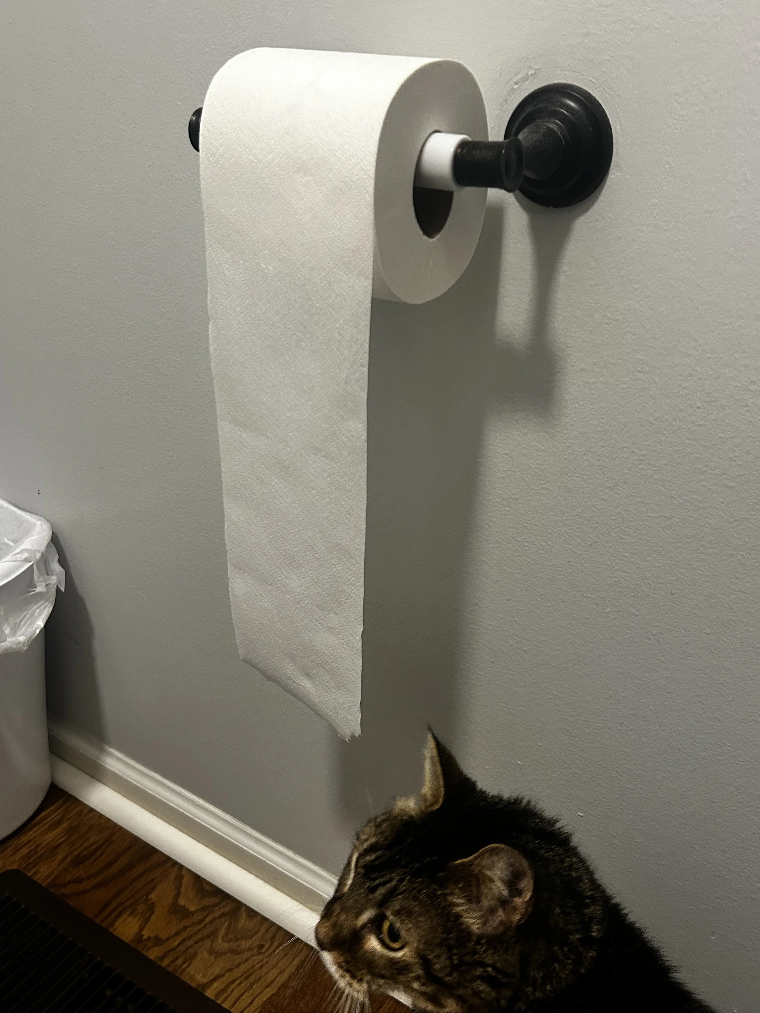 A roll of toilet paper hanging on a wall-mounted holder, with a tabby cat sitting nearby, partially visible at the bottom of the image.