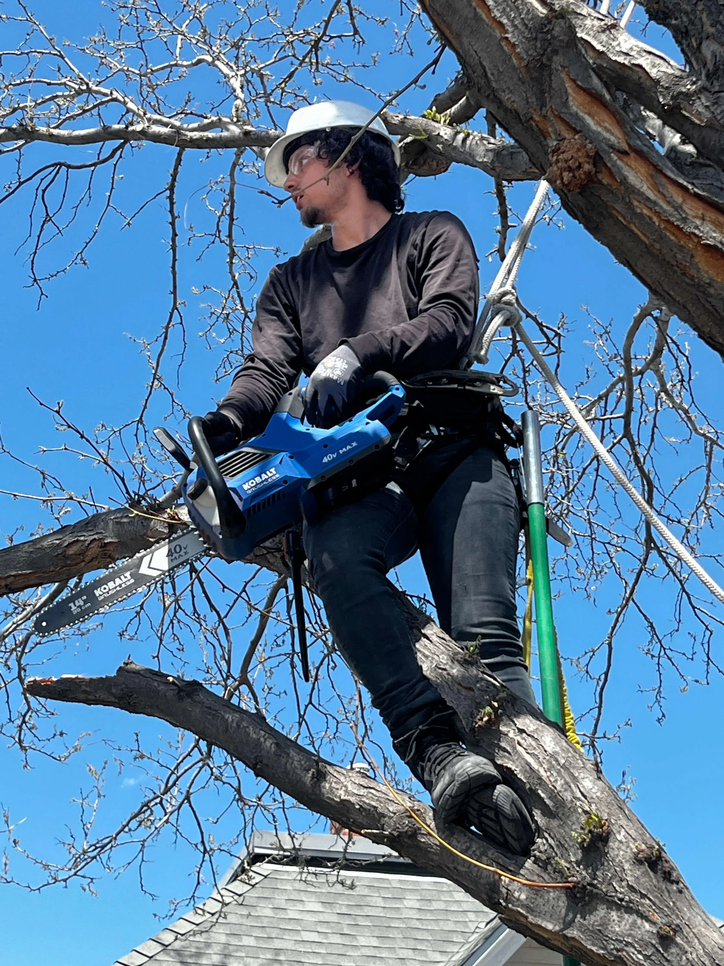 Owner of True Landscape Care doing Tree Work in Jefferson County by True Landscape Care