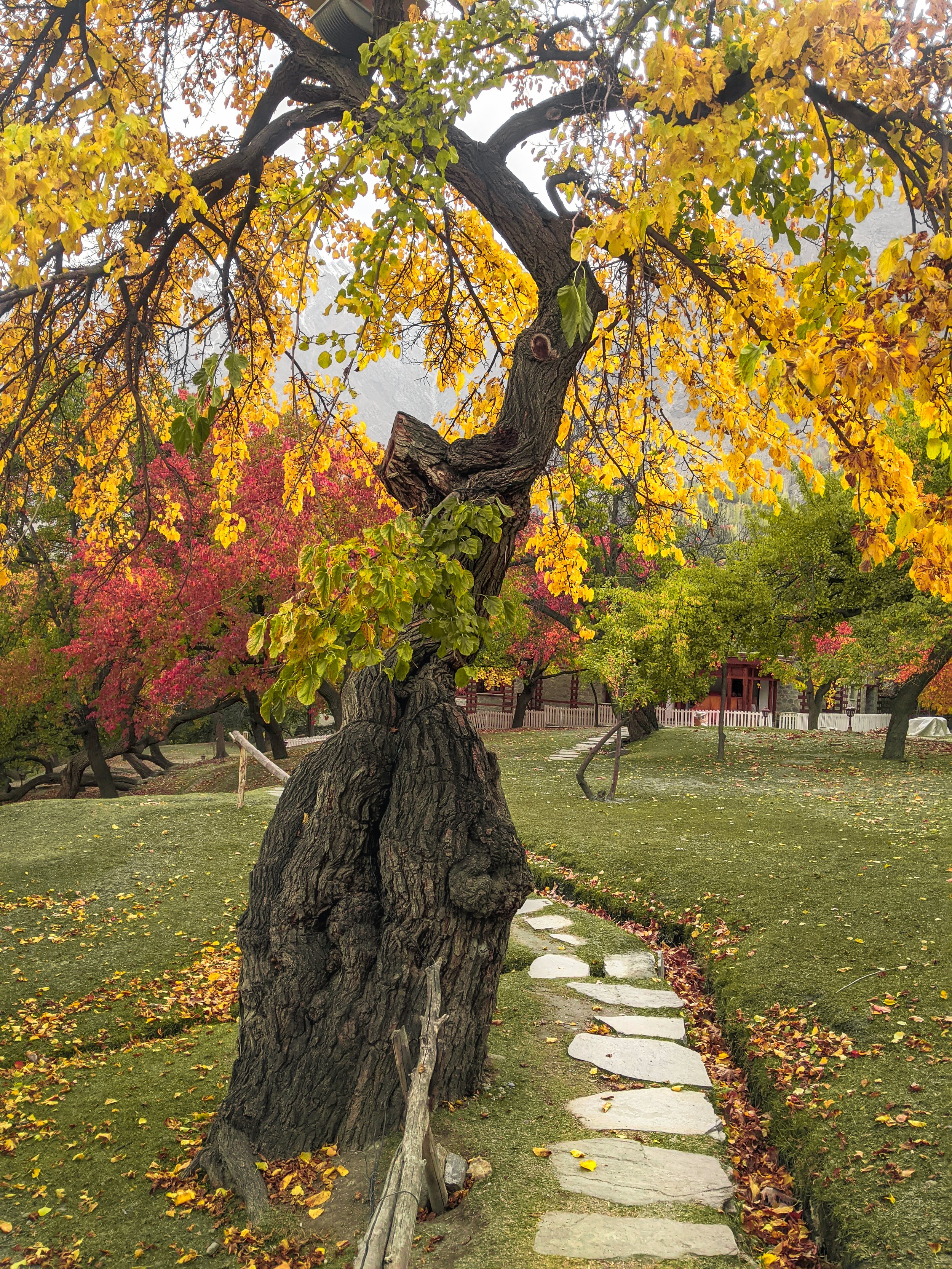 A winding stone pathway leads through a park with large trees displaying autumn foliage in yellow, red, and orange. A twisted, old tree with textured bark is in the foreground.