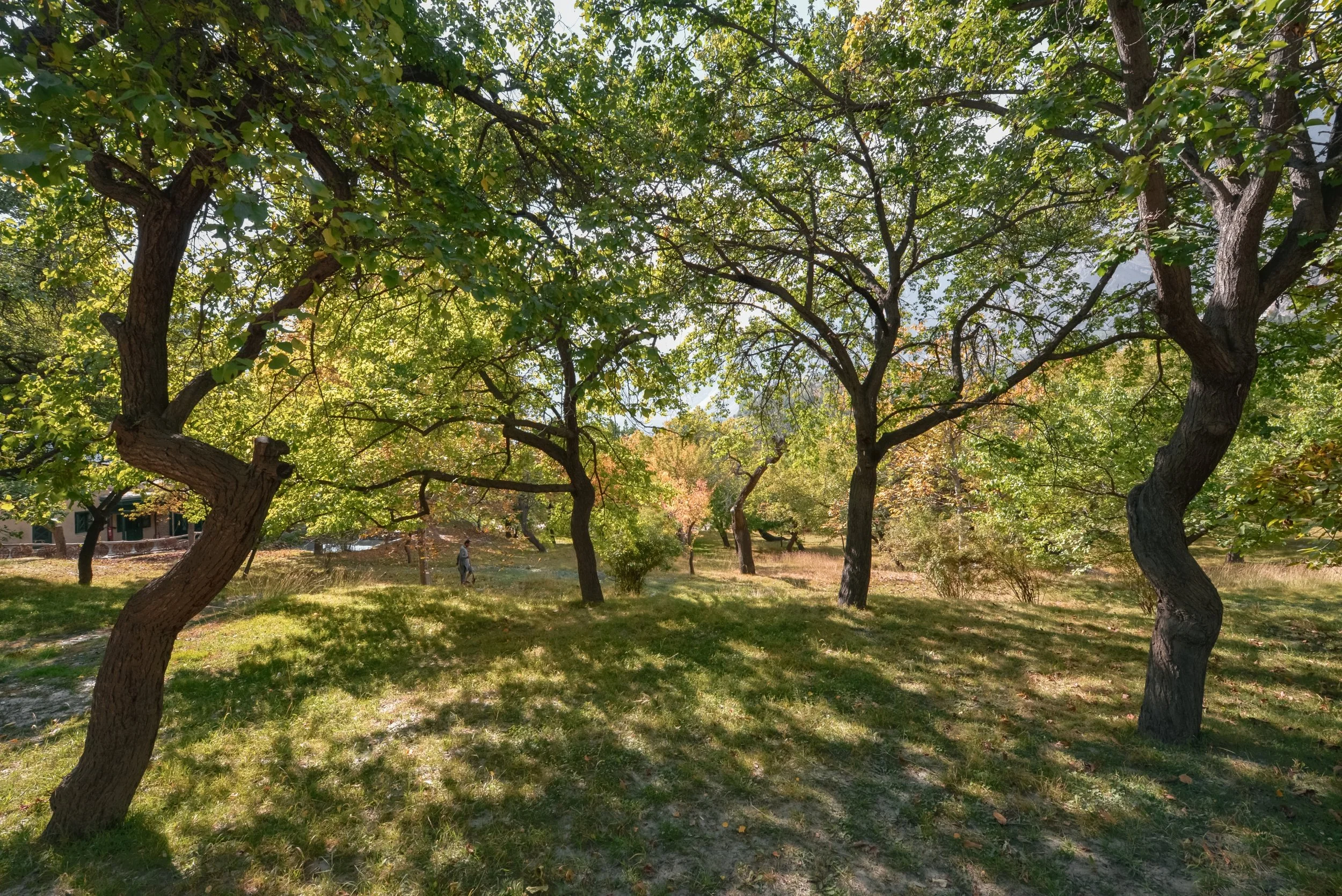 A park with multiple trees with green leaves, casting shadows on the grass below on a sunny day.