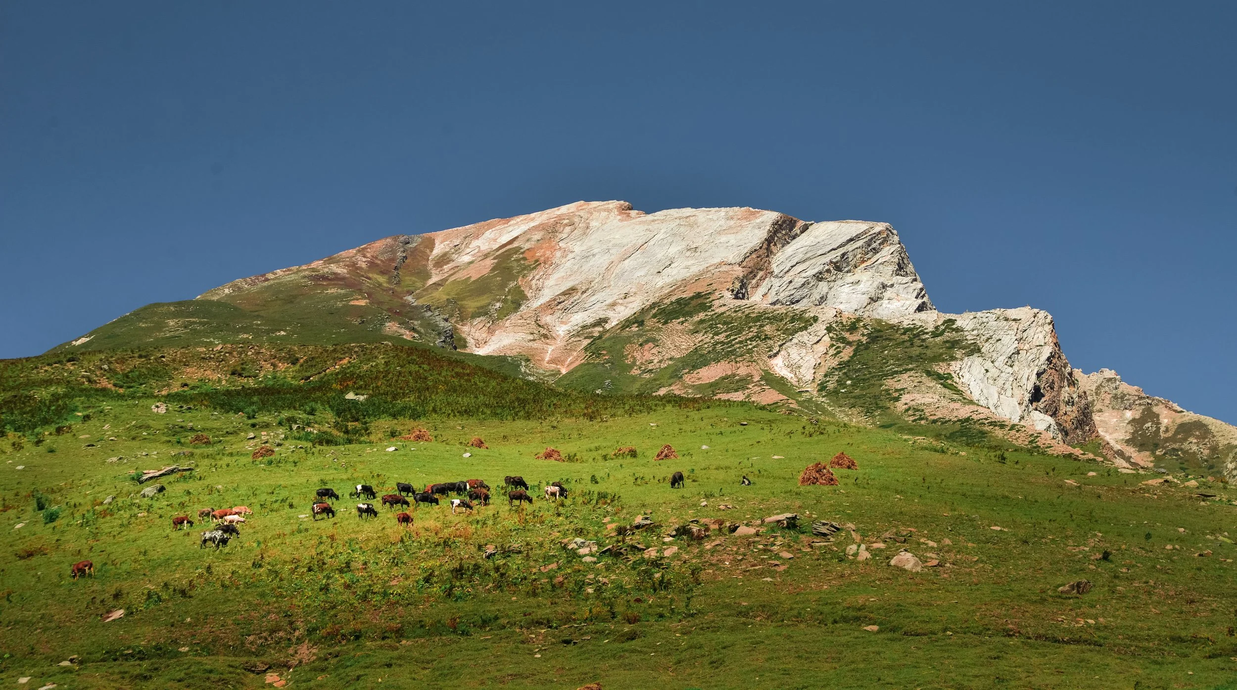 Green hillside with cows grazing, snow-capped mountain in the background, and clear blue sky.