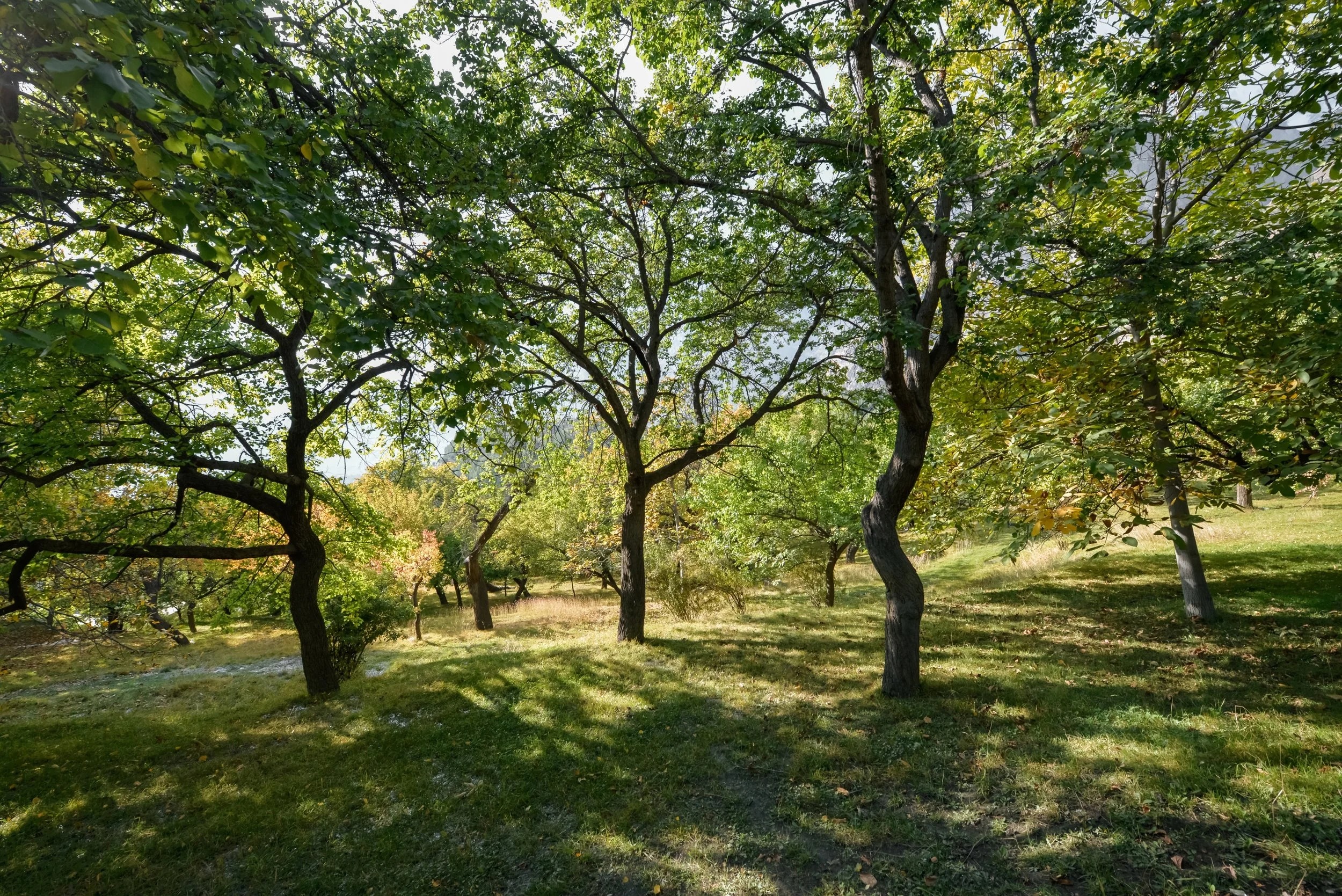 A peaceful park with green grass and several trees with lush green foliage, some of which have slight twists in their trunks, under a bright sky.