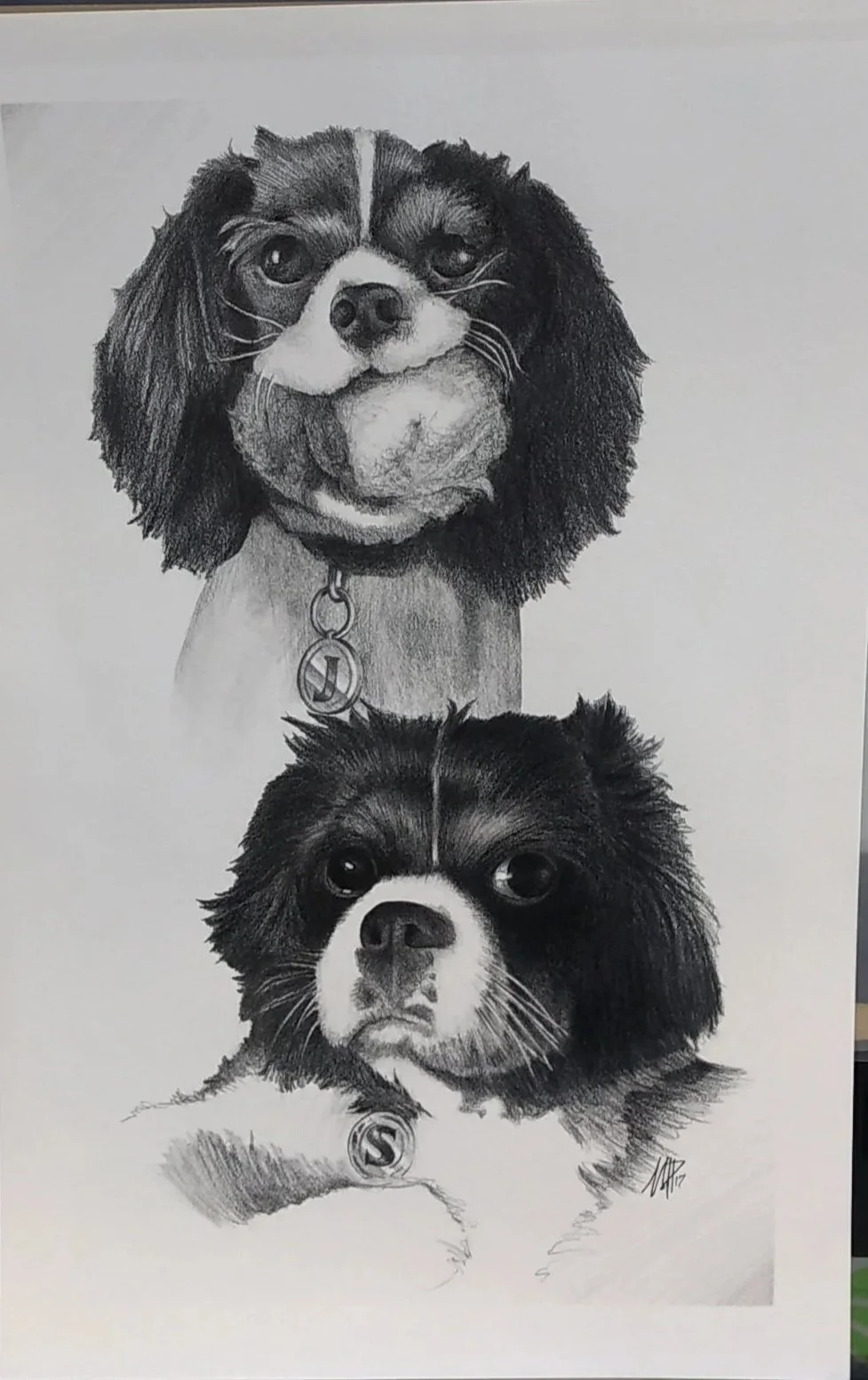 A pencil drawing of two dogs with similar markings and appearance, stacked vertically with the larger dog on top and the smaller dog below. Both dogs are wearing collar tags with the initials J and S.