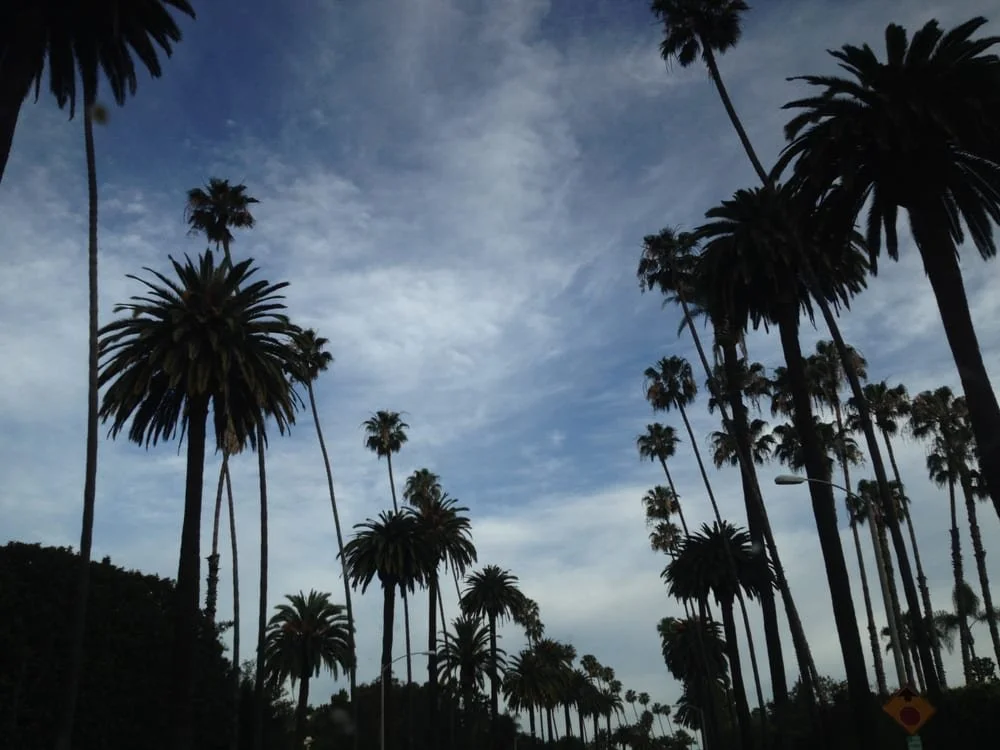 A view of tall palm trees under a partly cloudy blue sky.