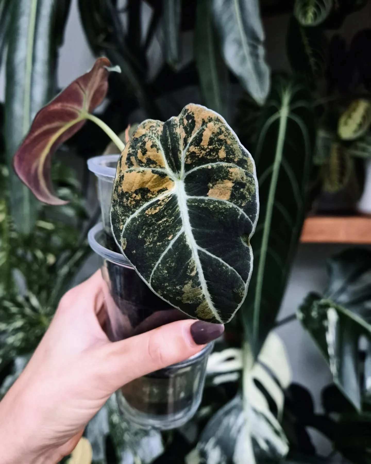A generally less-loved variegation compared to its pink counterpart - personally I love the #alocasiablackvelvetgold 🫠 its basically #alocasiablackvelvetaurea but presents gold due to the dark backs of the leaves. Can't wait for it to grow big!

#al