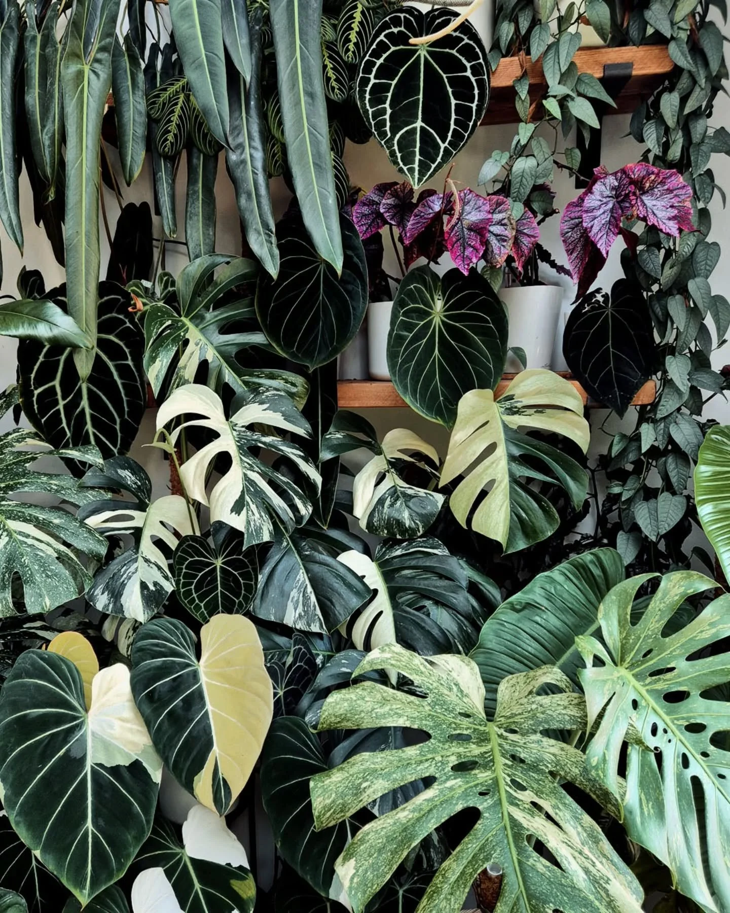 I missed my living wall so much I made my own ❤️ #plantshelfie #plantshelf #plantcorner #livingwall #indoorjungle