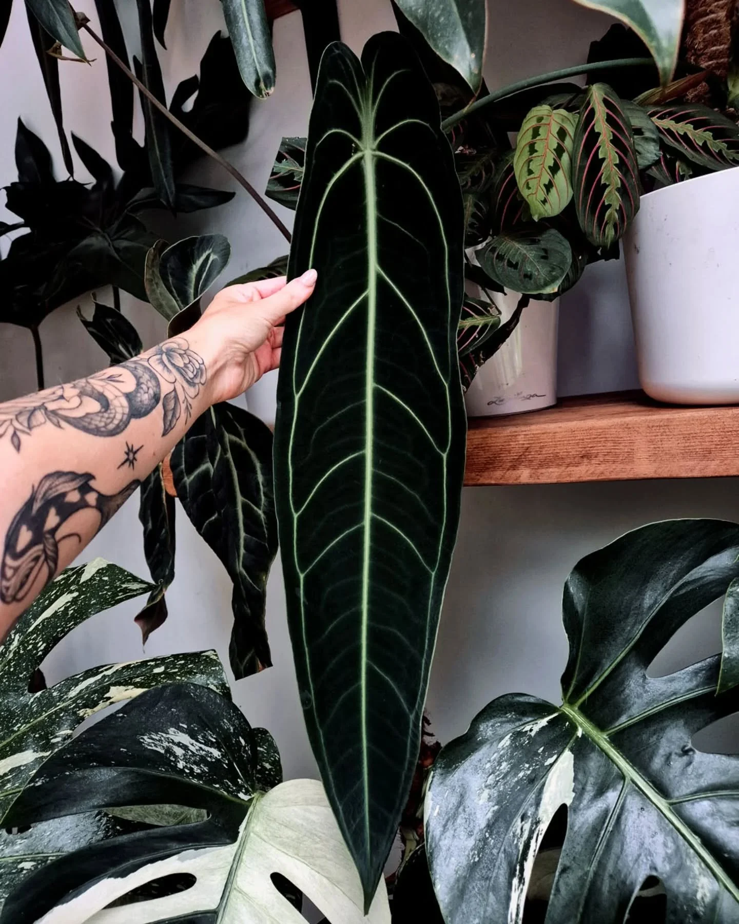 I rearranged this shelf and this leaf was just leaning sideways in the dark 👀 guys... IT'S PERFECT

#queenanthurium #warocqueanum #anthuriumwarocqueanumdarkform #anthuriumcollector #longboiplant