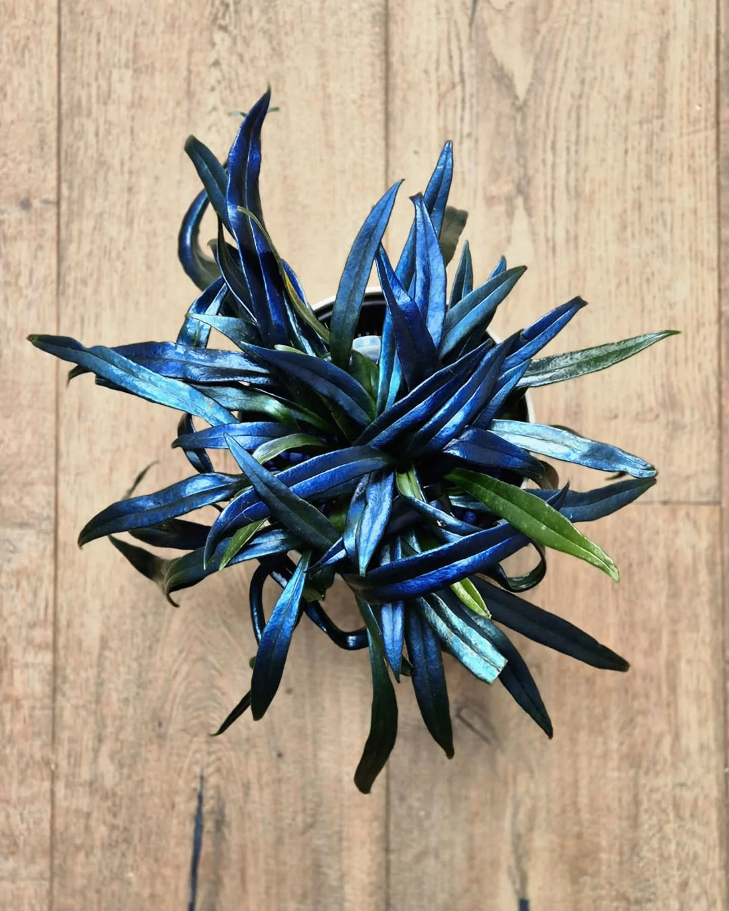 If i cant get you to like this beautiful fern by now I think there is truly no hope. I mean... look at it! This is #microsorumthailandicum also known as the #blueoilfern 💙

#blueplants #ferncollector #microsorum