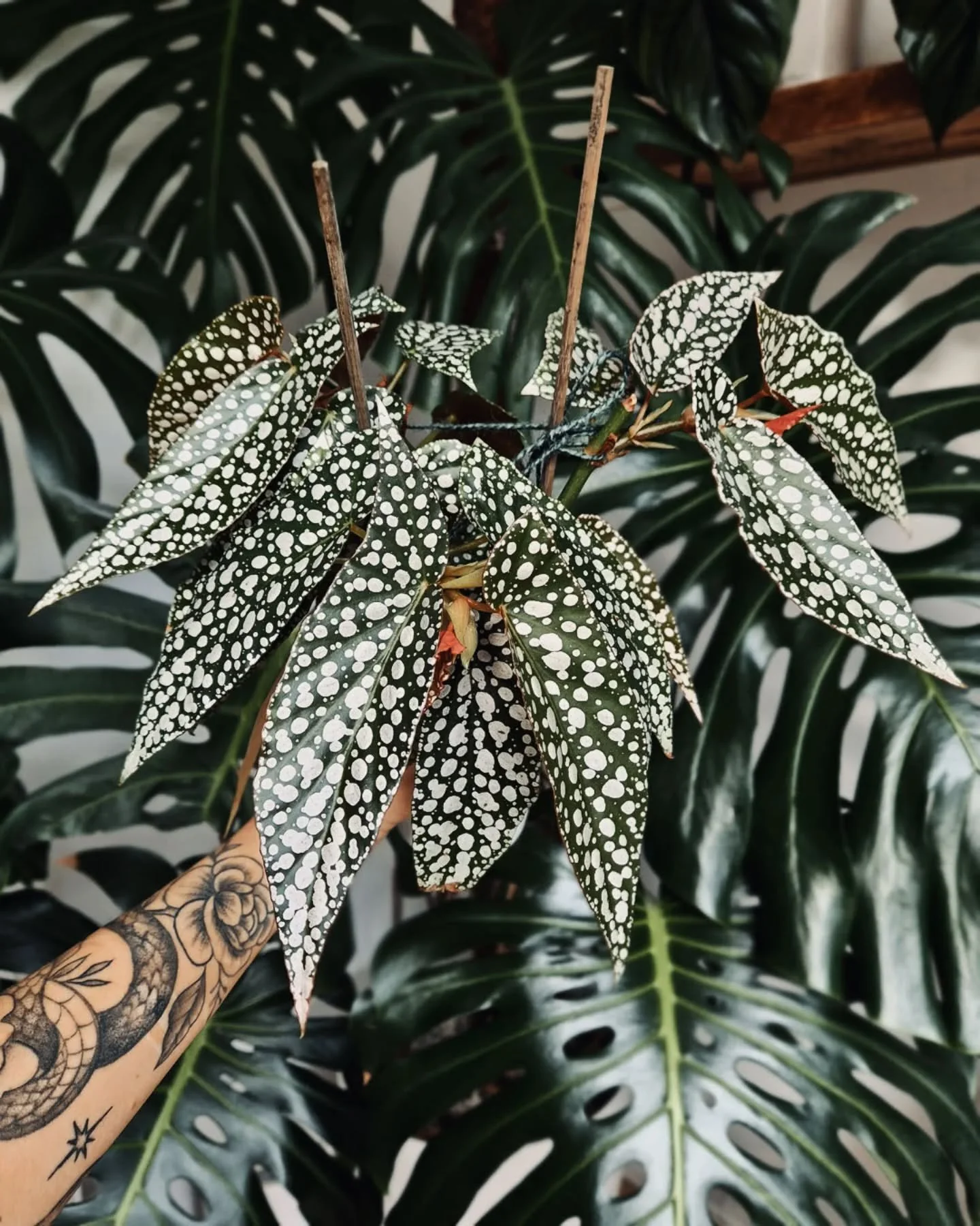 How about a Begonia? This is Begonia white ice. Id probably put it in the uncommon category (at least in the UK) but honestly its so tough.

It makes you look like you can actually grow Begonia like a pro without even trying! If anyone wants to sugge