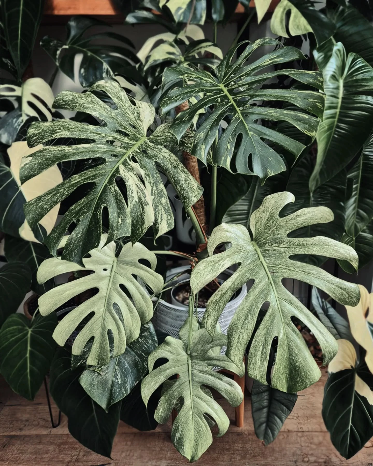It's been a little while since my White Monster made an appearance 🤍👾

#monsteracollector #monsterawhitemonster #raremonstera #indoorjungle #rareplantcollector #minthouseplants