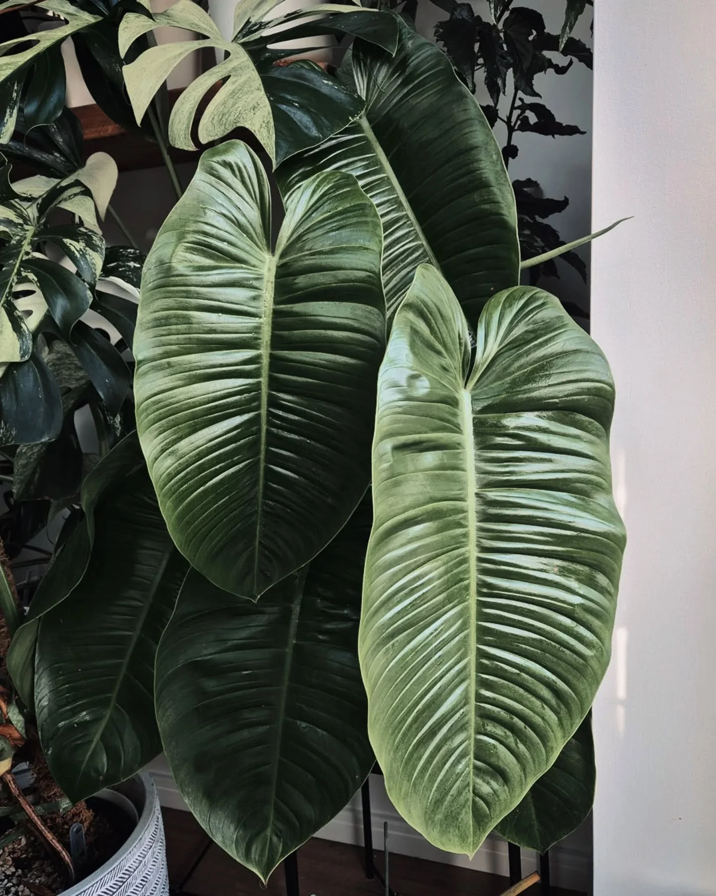 Philodendron Tenue x Jose Buono. I should really consider propagating this one so I can share it with you all! Would you be interested if I started selling these bad boys next year??

#philodendronhybrid #rarephilodendron #philodendrontenue #philoden