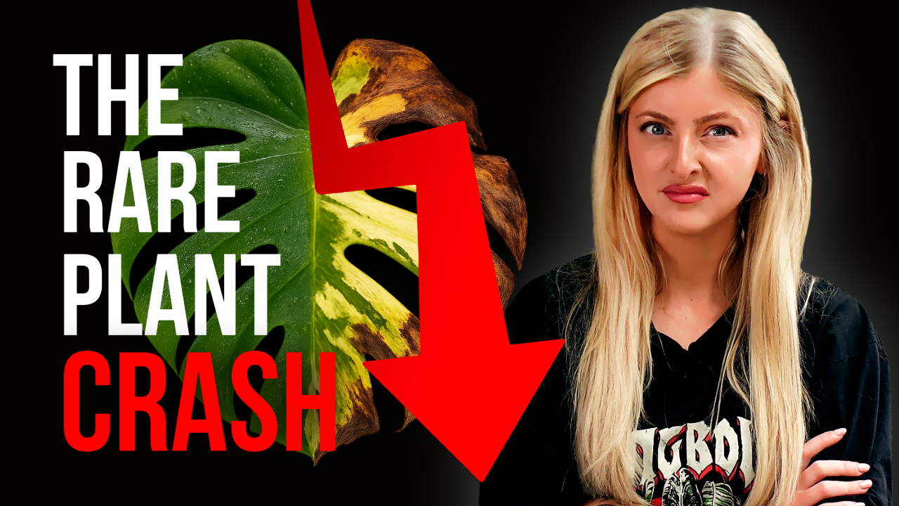The rare plant crash: what really happened.